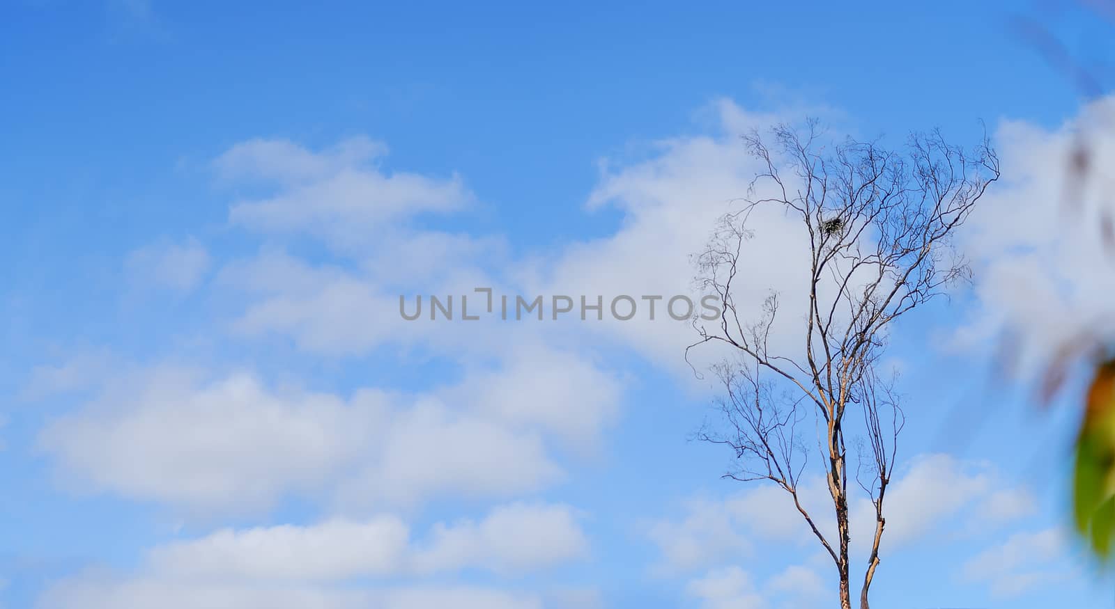 Australian spring day skyline panorama with birds nest in dead gum tree fluffy clouds and blue sky
