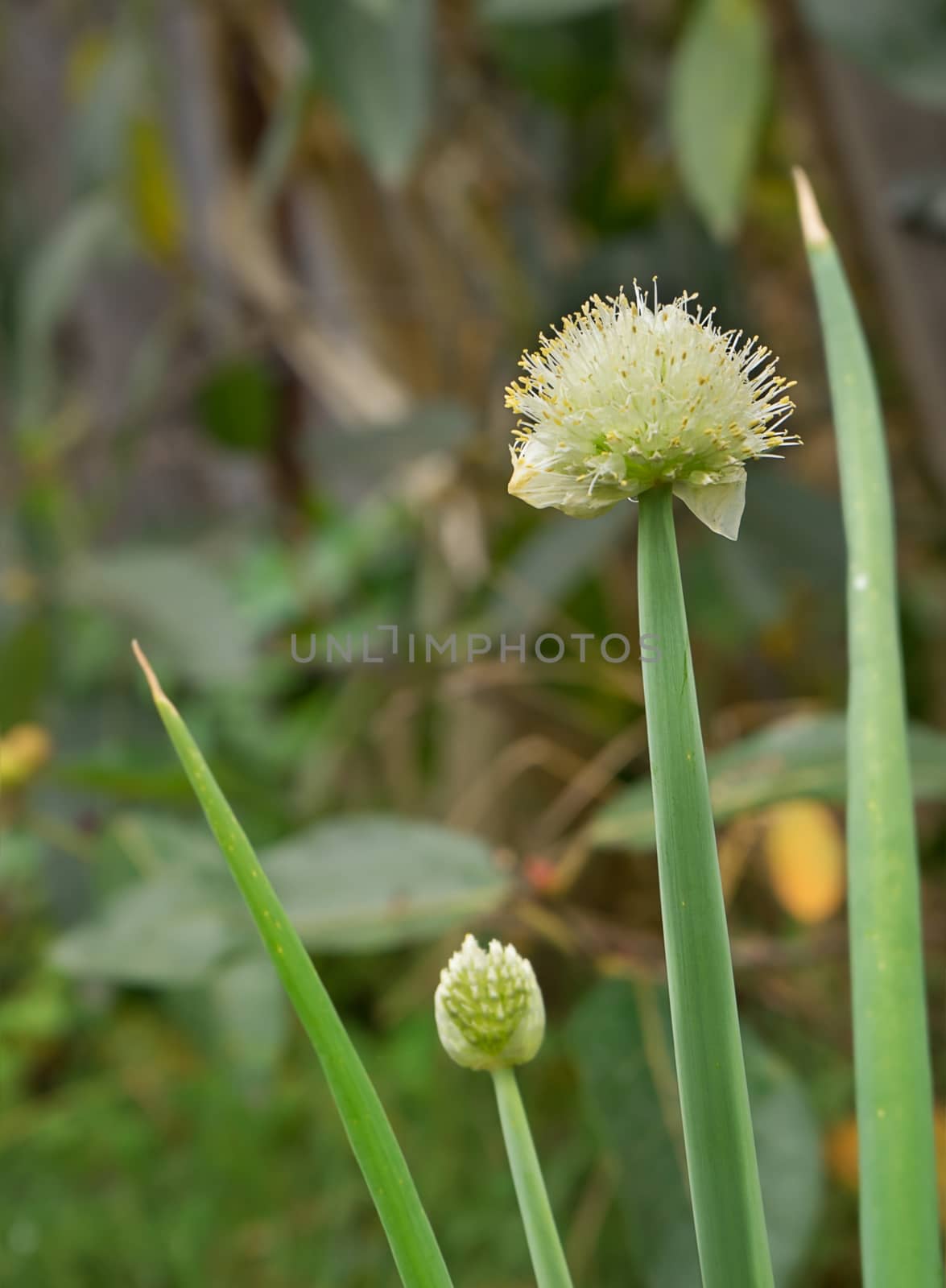 Onion shallot flowers in spring by sherj