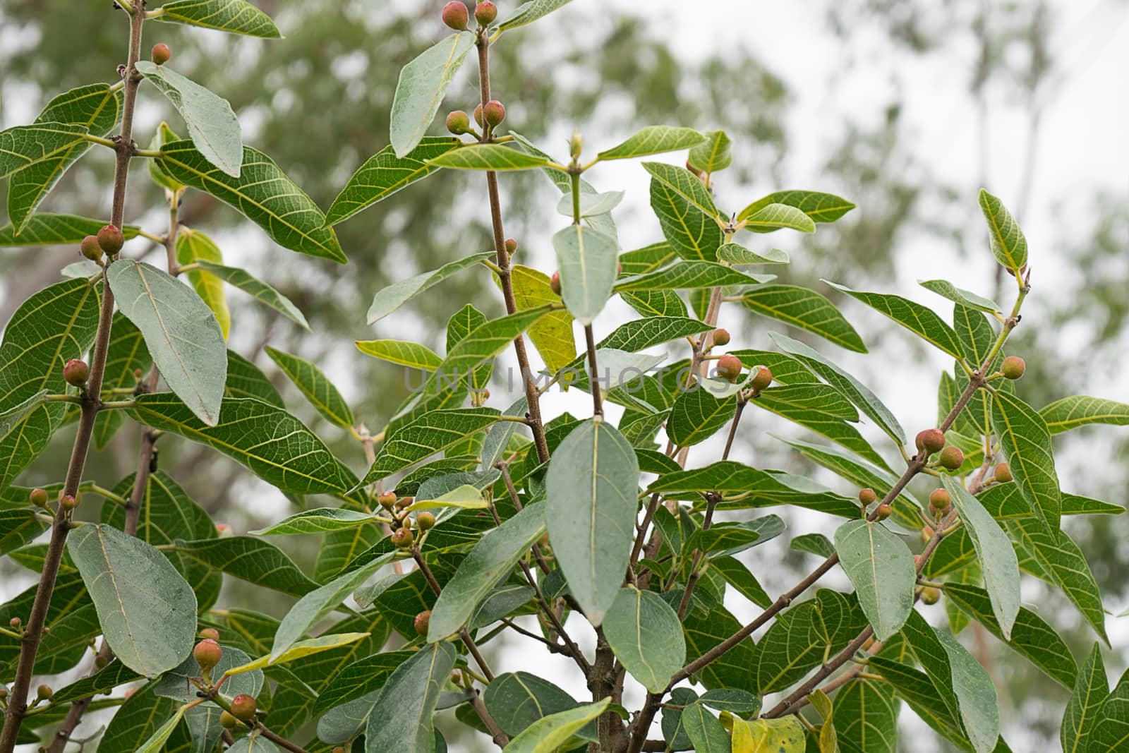 Australian Sweet Sandpaper Fig, Ficus Opposita, with fruit and foliage growing in bushland 