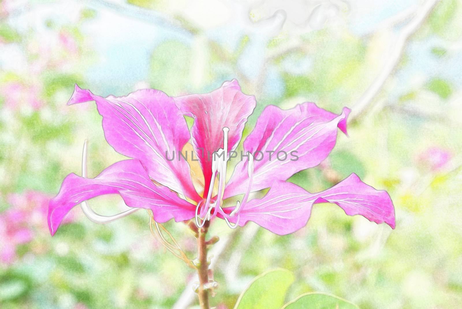 Bauhinia Variegata Orchid, water color style