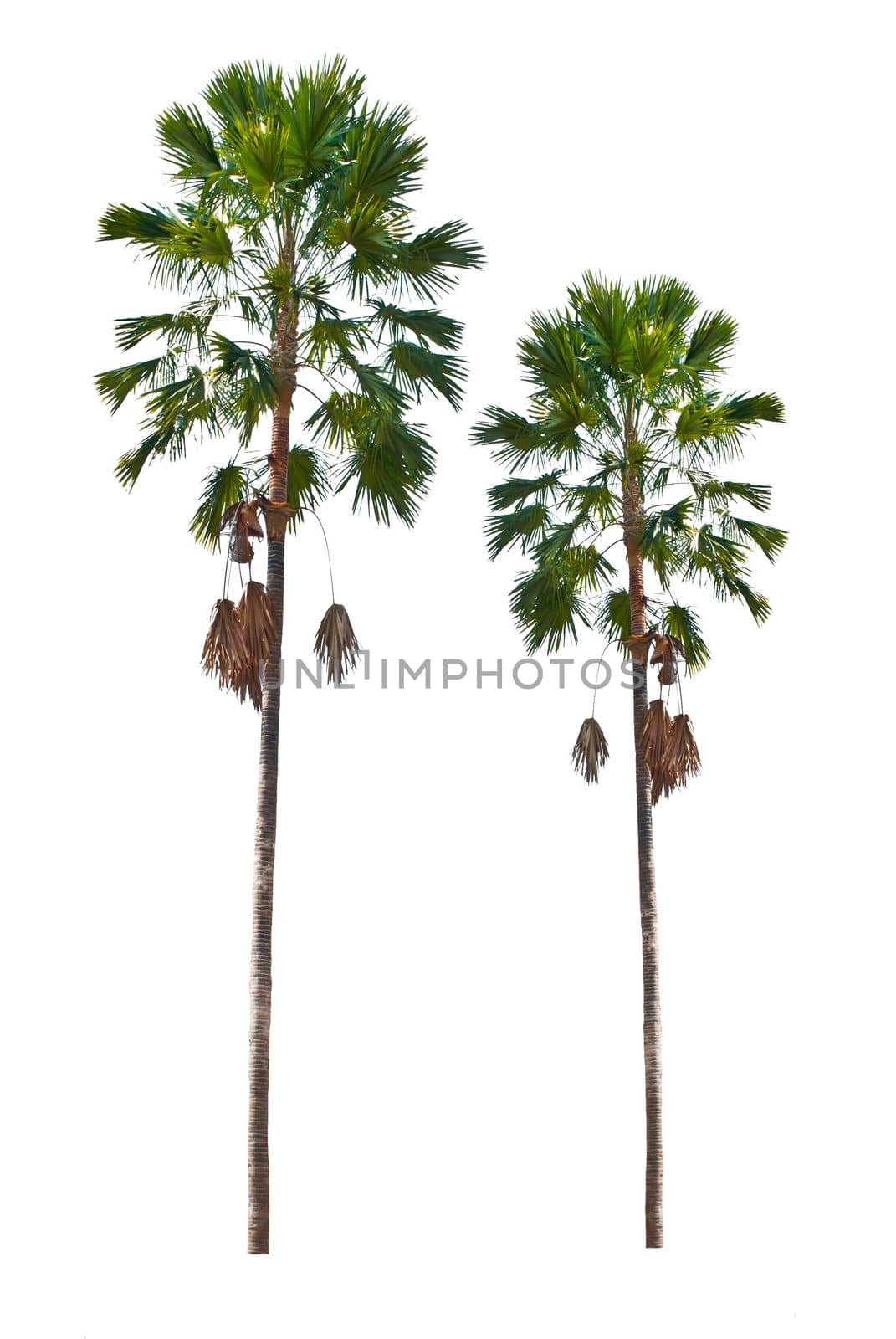 palm trees isolated on a white background by rakoptonLPN