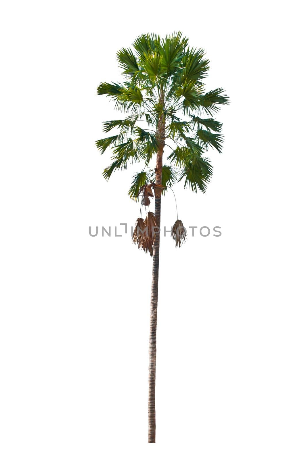 palm trees isolated on a white background
