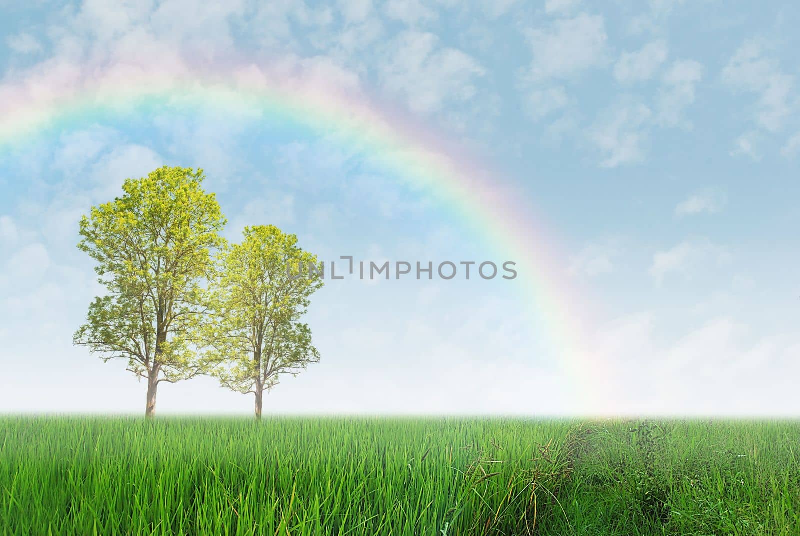 Green field with trees and rainbow by rakoptonLPN