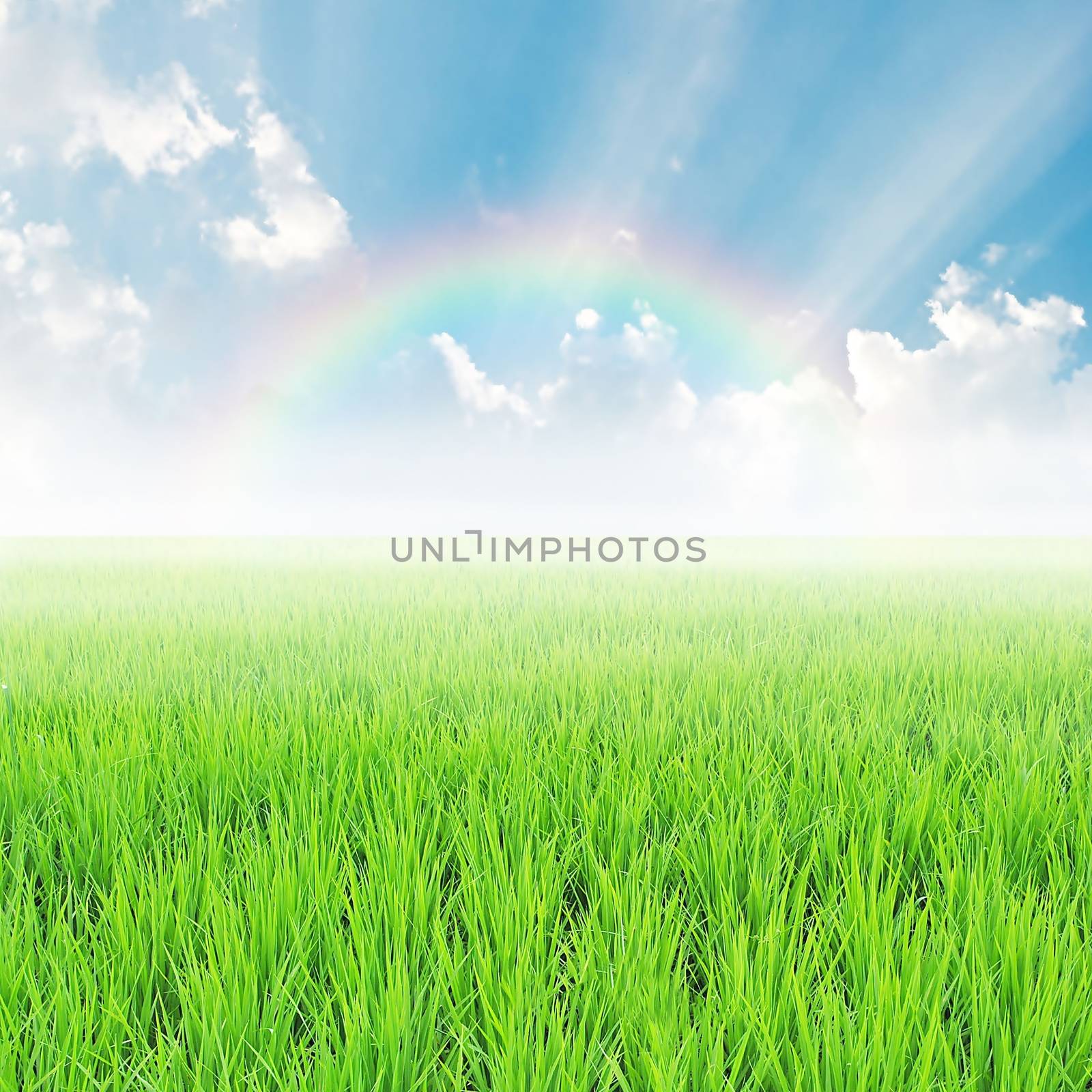 field on a background of the blue sky with rainbow