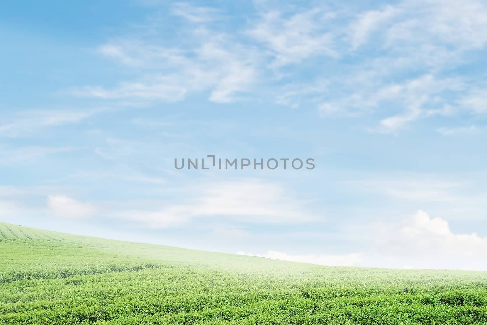 field on a background of the blue sky by rakoptonLPN