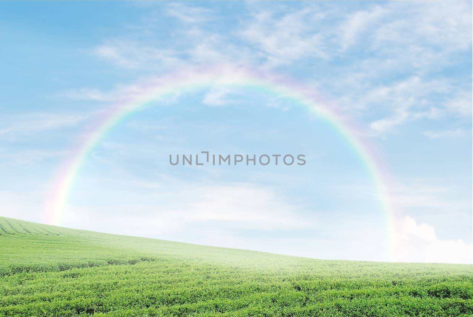 field on a background of the blue sky with rainbow