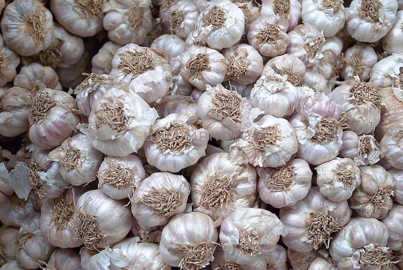 close up of garlic 