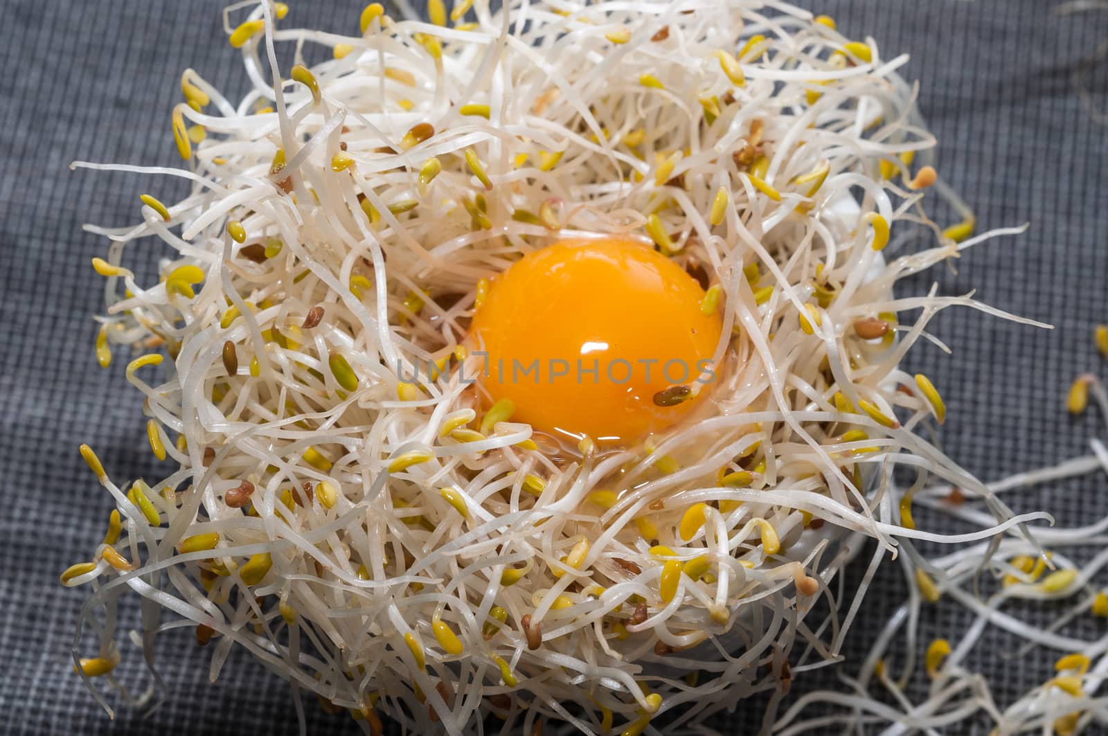 Nest of alfalfa sprouts
with the yolk of a quail egg on a tablecloth