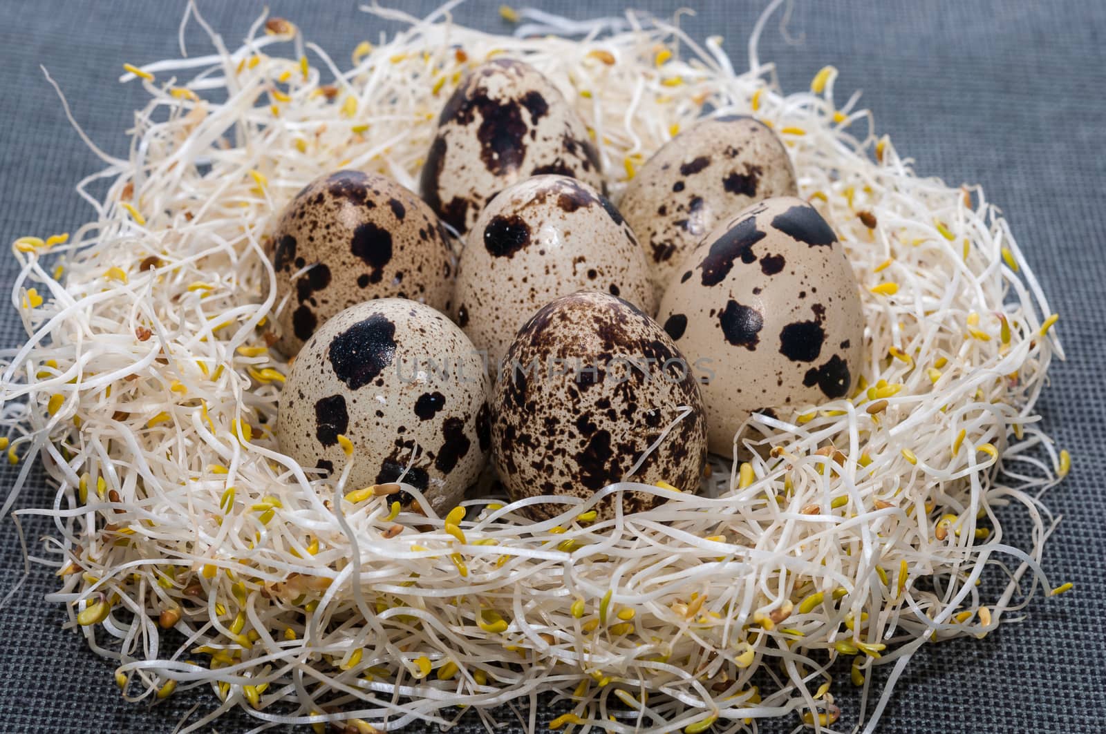 Nest alfalfa sprouts seven quail eggs, on a tablecloth