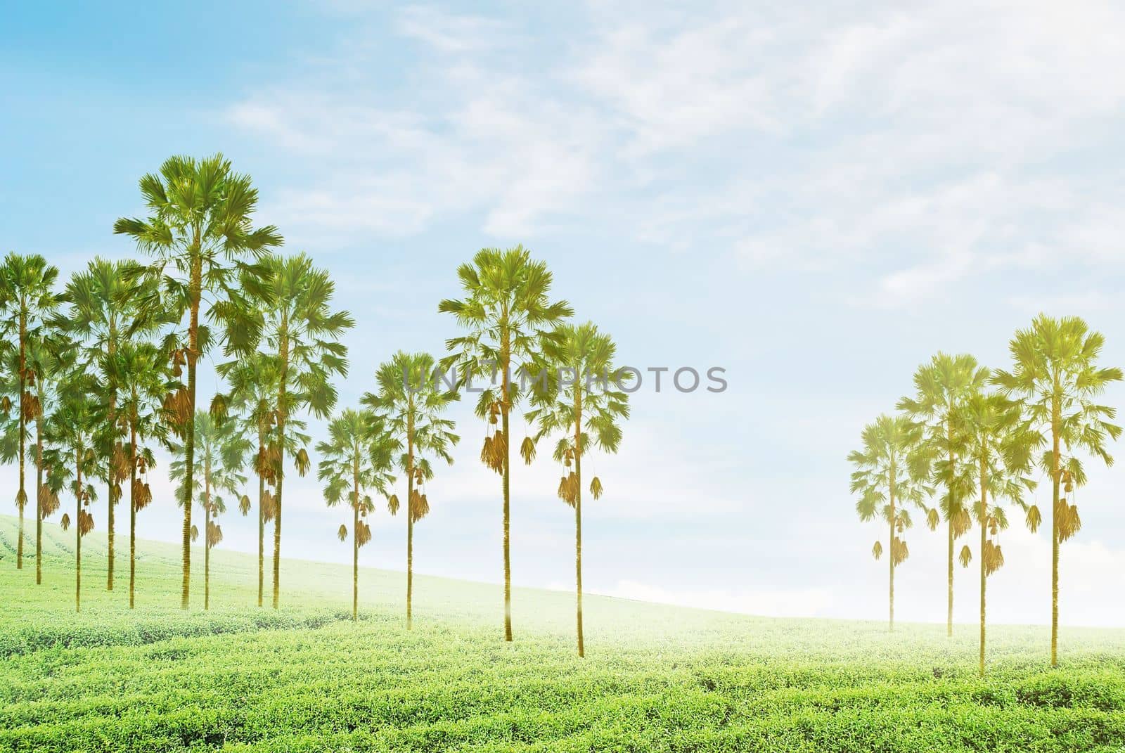 plam trees with green field and yellow soft lighting that right side
