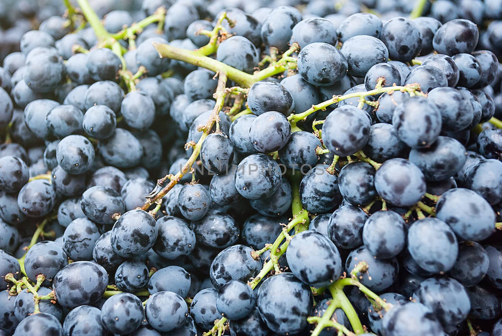 image of Grape, background for used