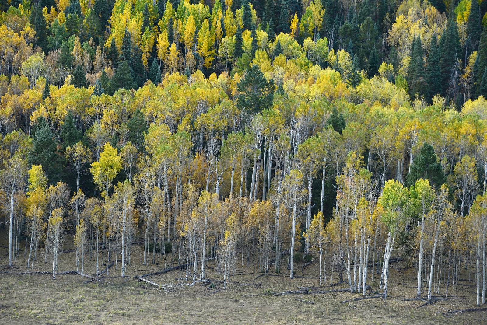 yellow aspen tree from colorado in autumn