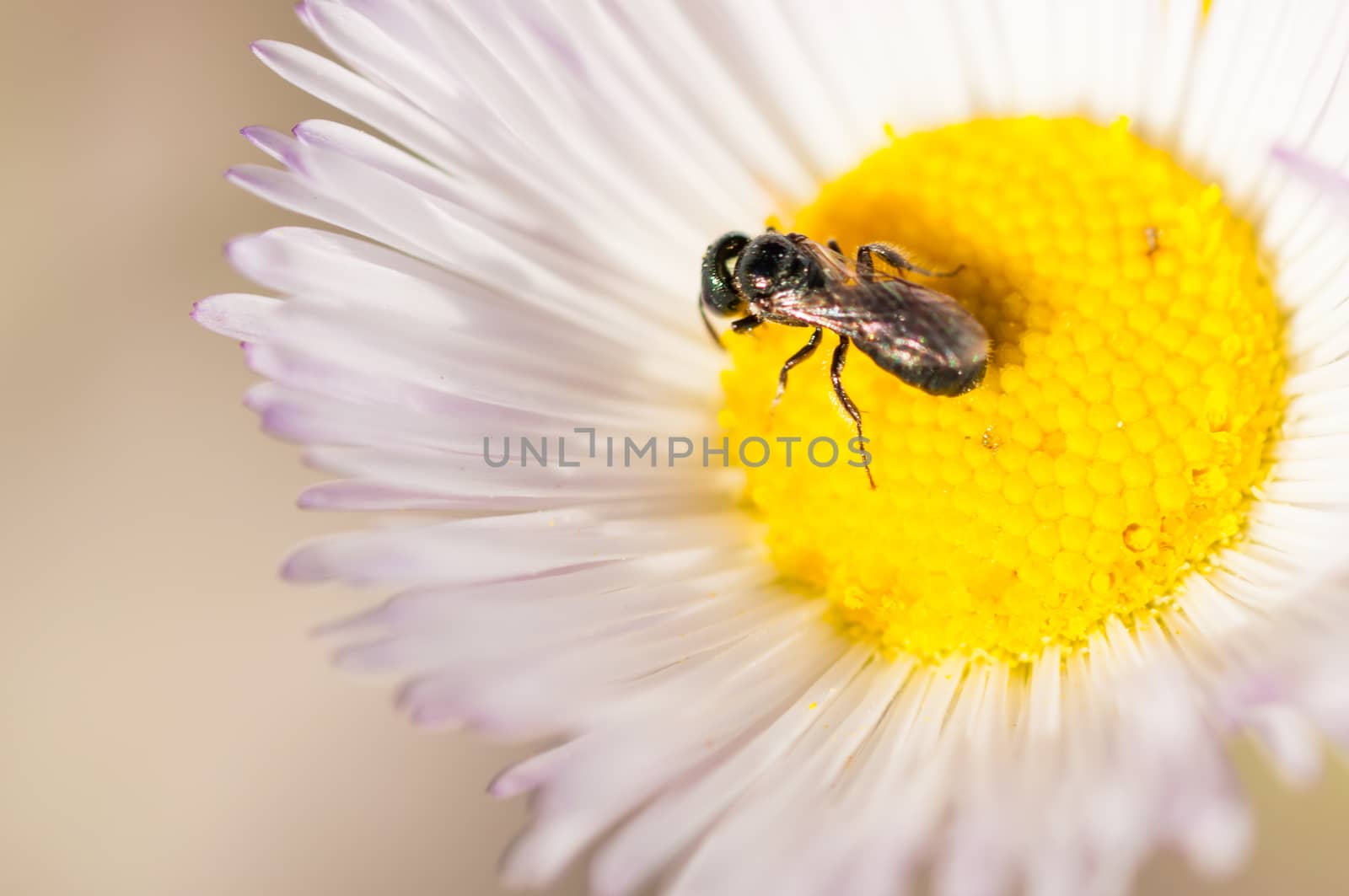 A small insect perched inside a white flower