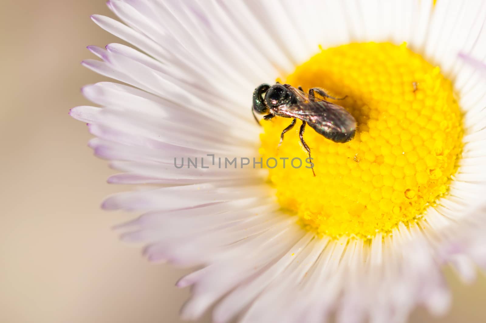 A small insect perched inside a white flower