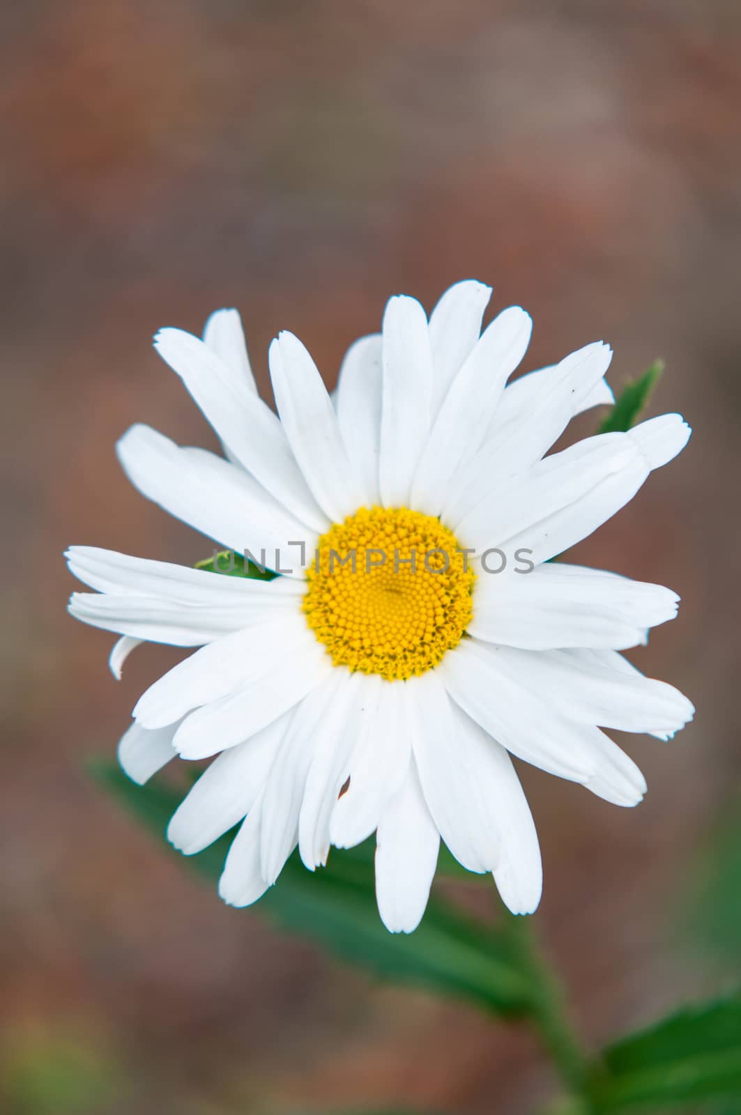 A small white flower captured in the Summer