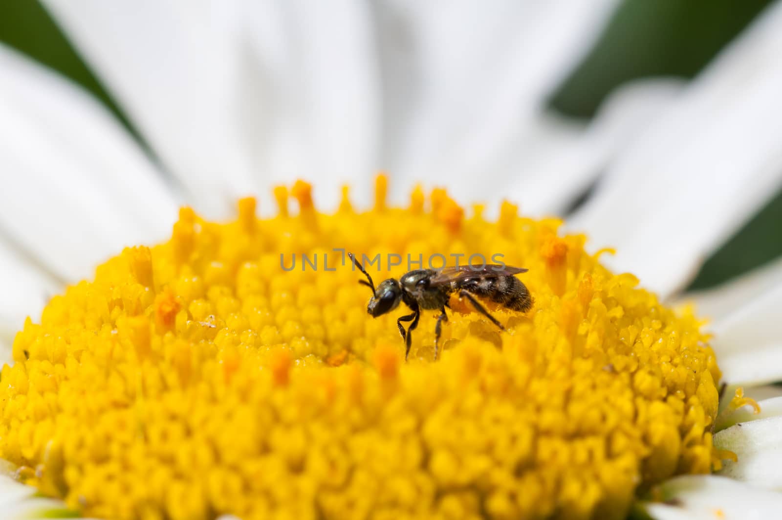 A smakll fly sitting upon the center of a white and yellow flower