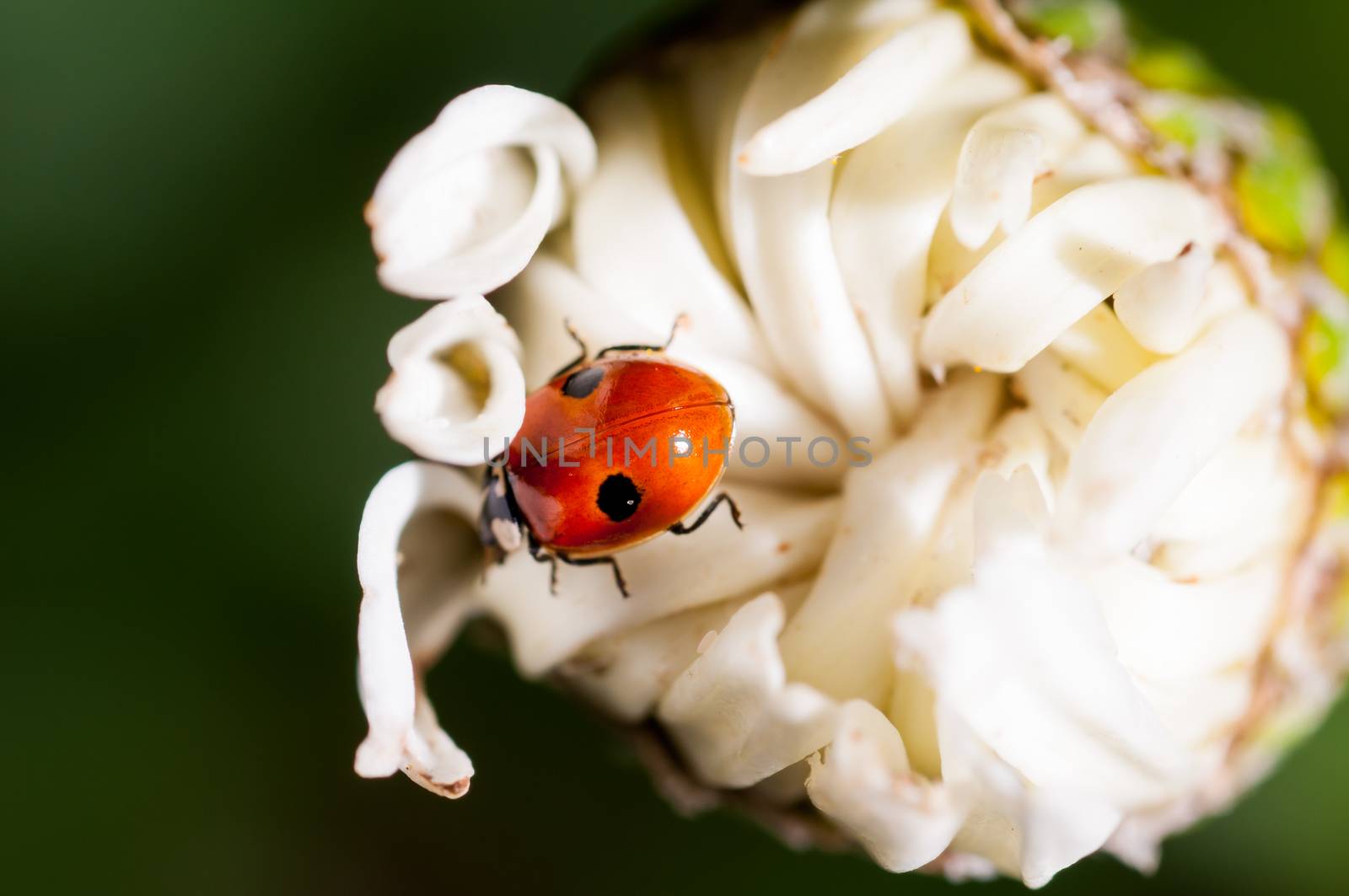 A ladybug sitting upon a flower waiting to bloom