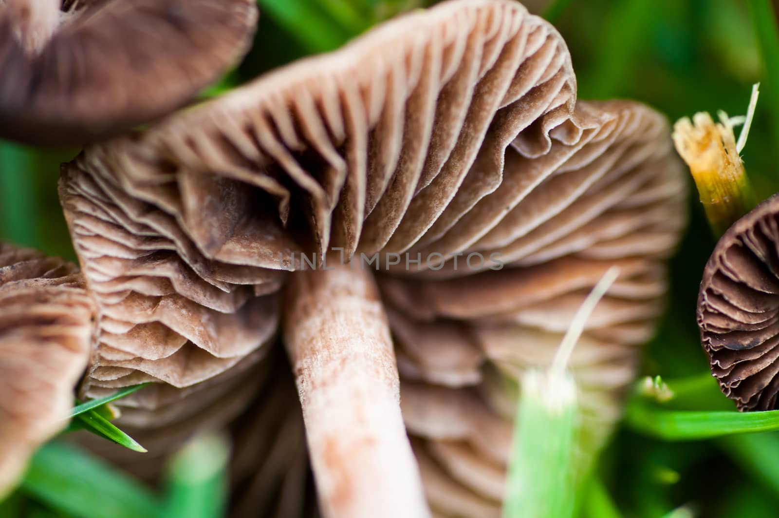 Close up view of Mushrooms in the Grass