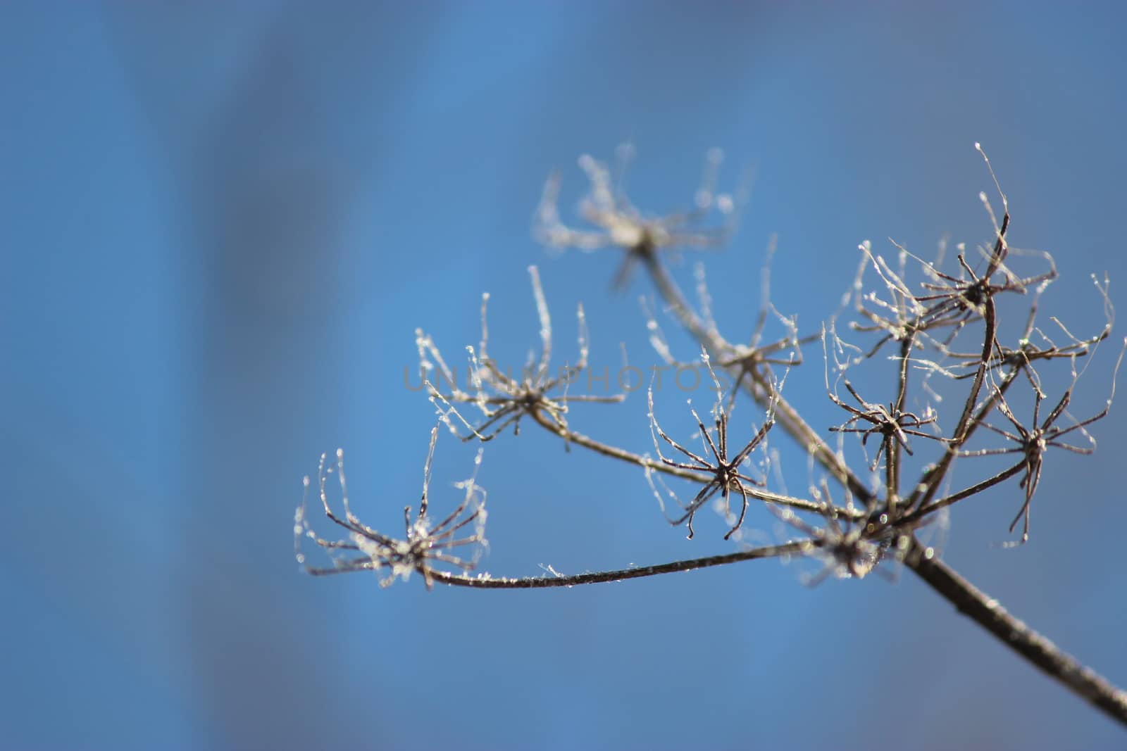 A frozen plant, blue sky, winter