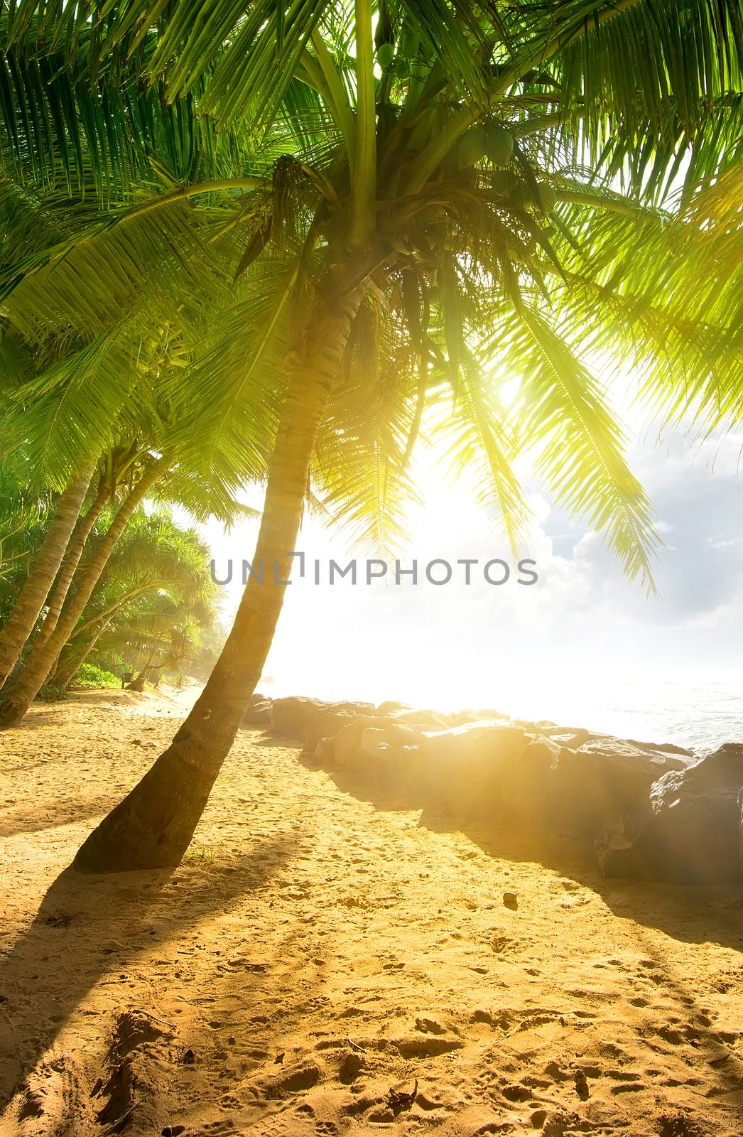 Bright sun over palm trees and ocean