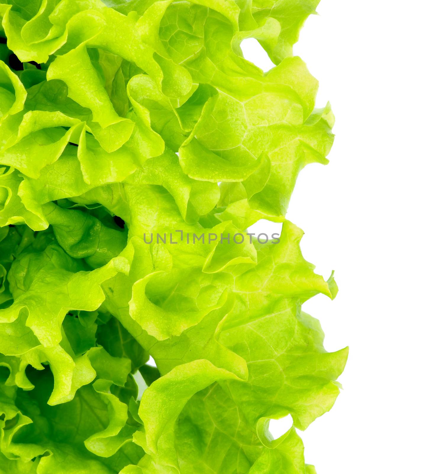 Fresh Green Lettuce by zhekos