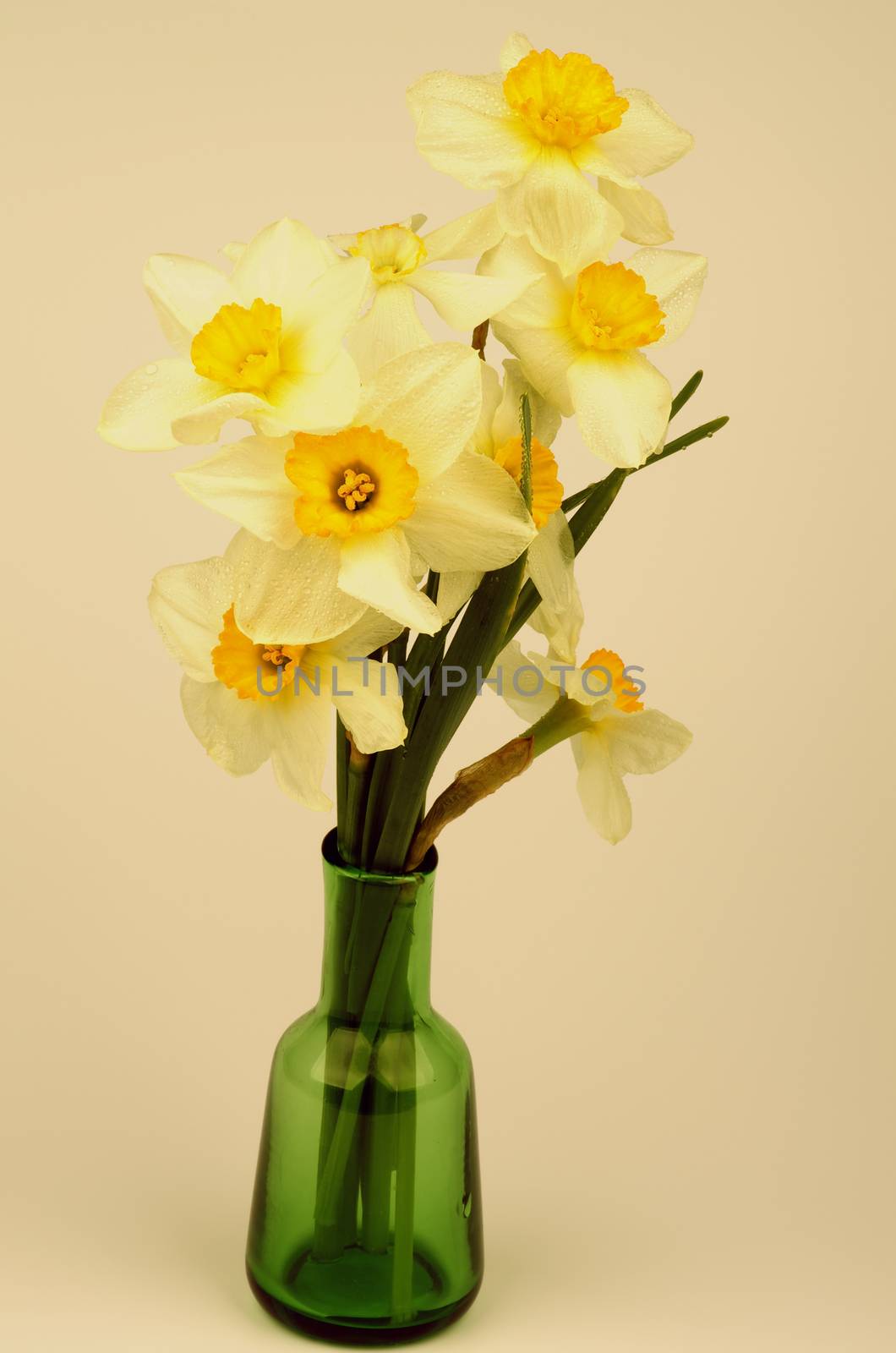 Bunch of Fragile Spring Yellow and White Daffodils in Green Vase closeup. Retro Styled