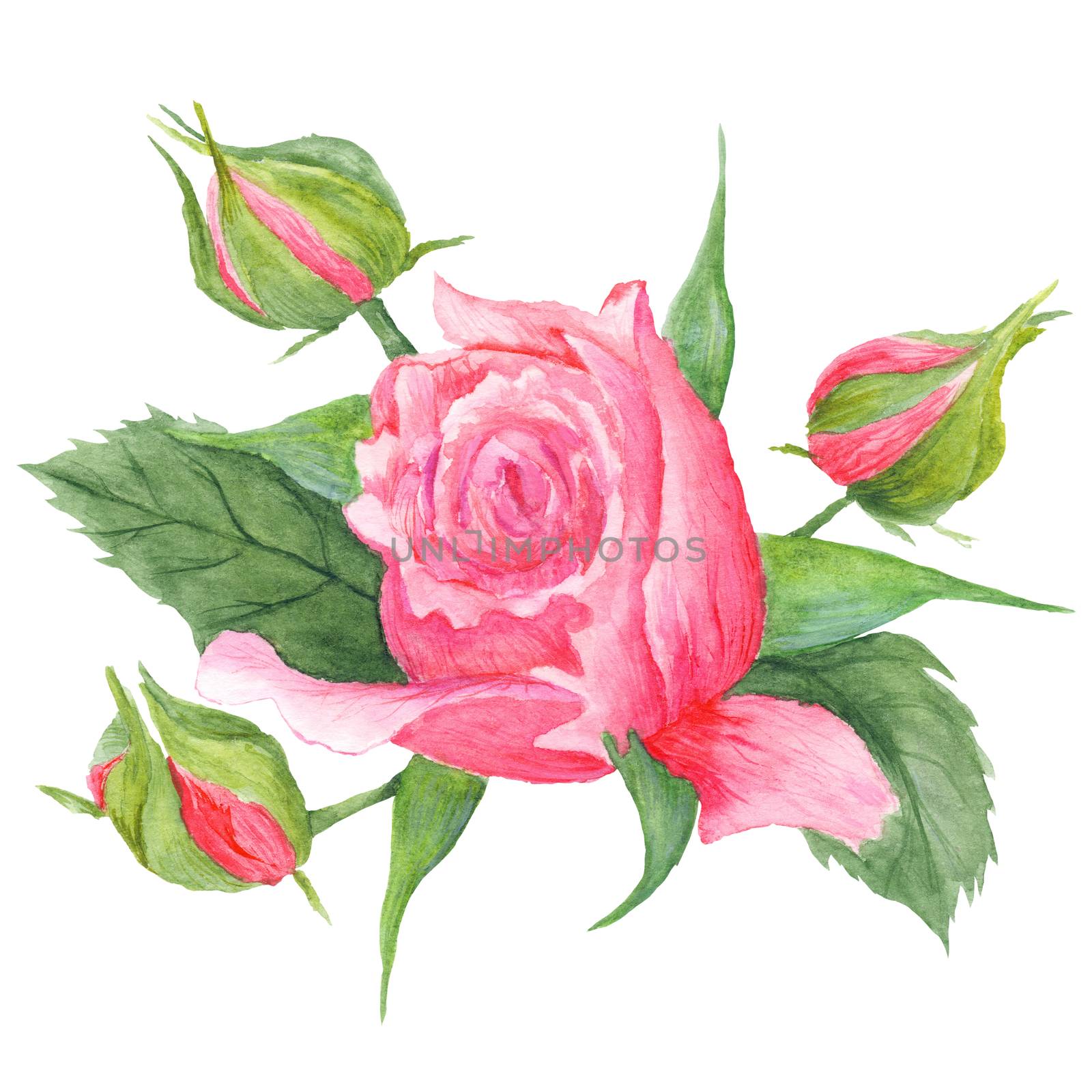 Rose Buds Botanical Illustration by kisika