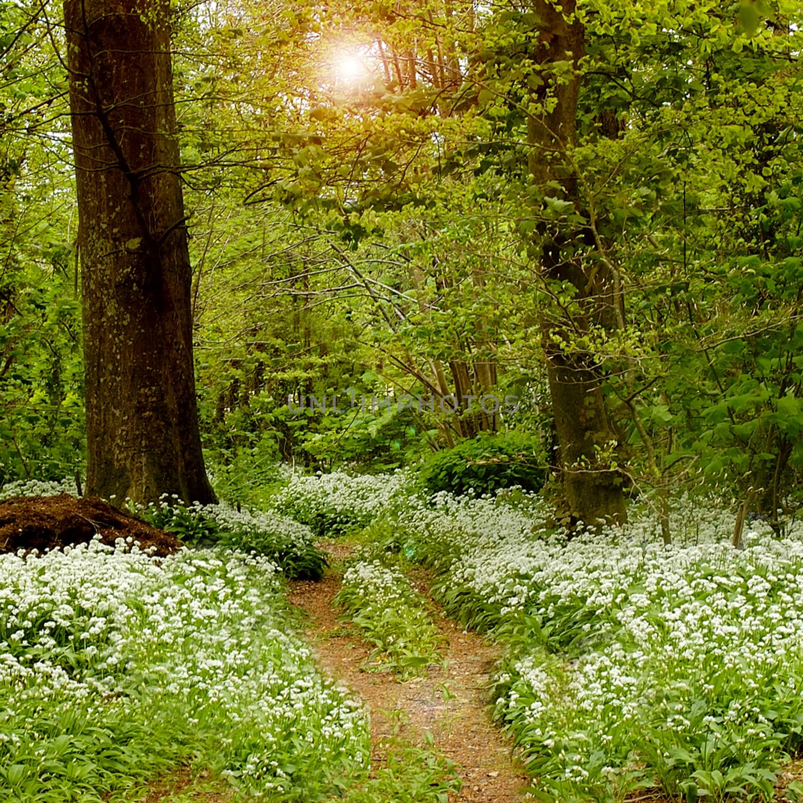 Woodland in an English summer. by george_stevenson