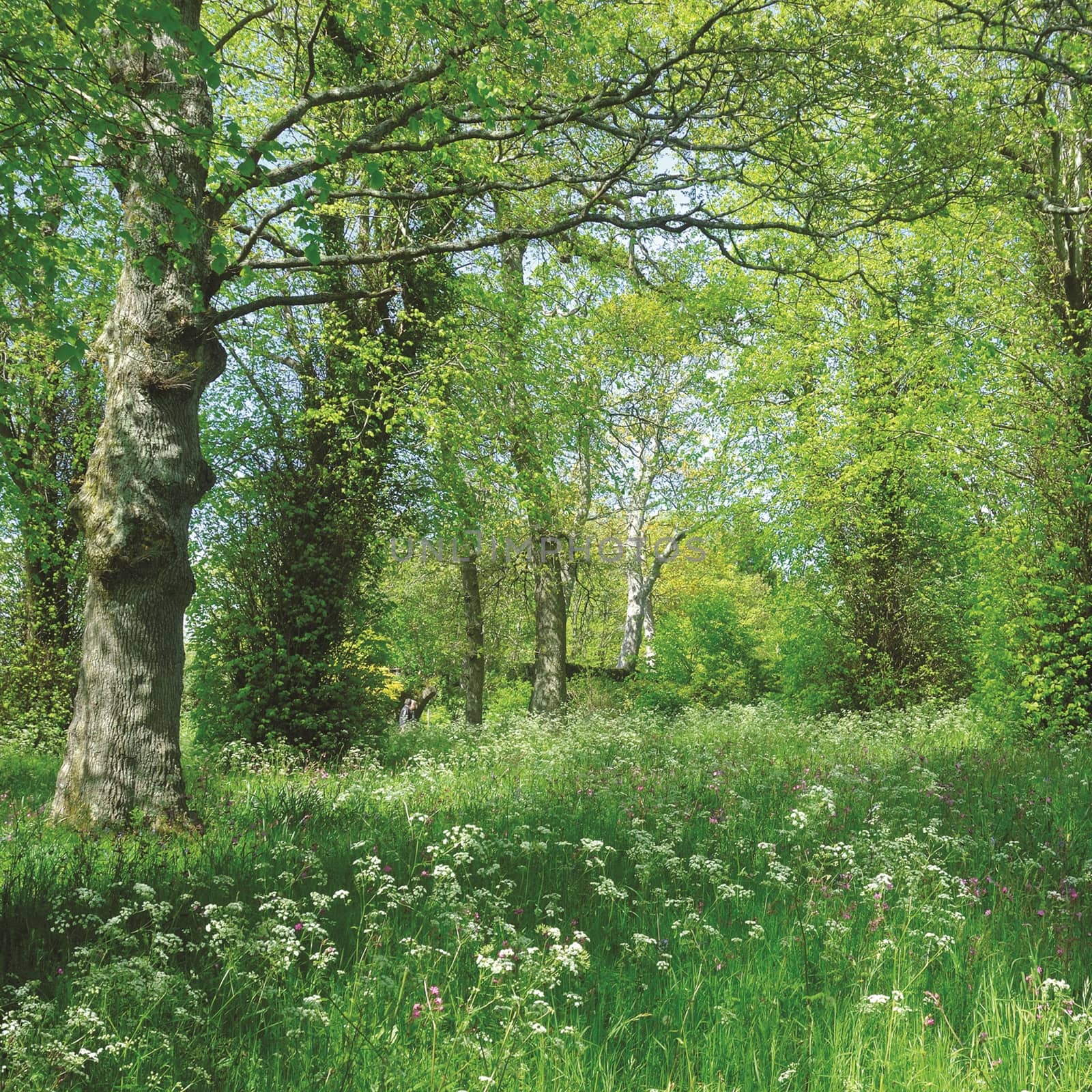 Woodland in an English summer. by george_stevenson