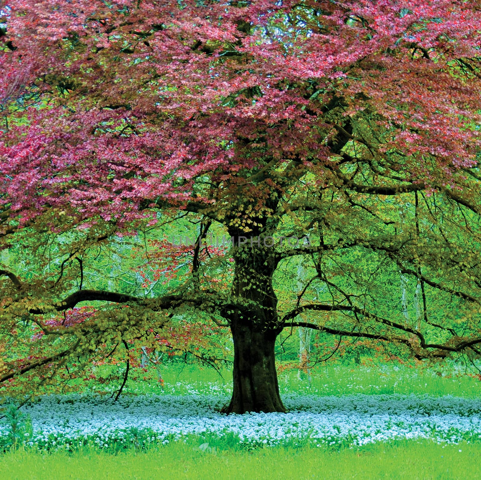 TREES AS POEMS ABOUT THE BEAUTY OF NATURE.