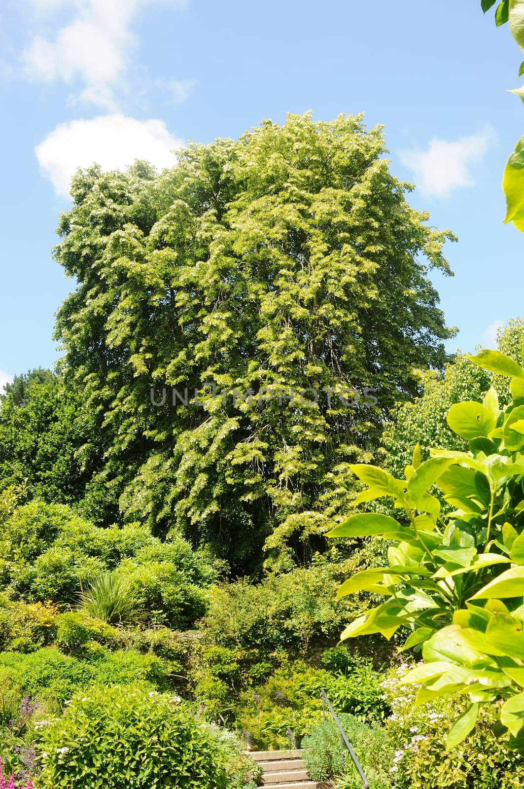 TREES AS POEMS ABOUT THE BEAUTY OF NATURE.