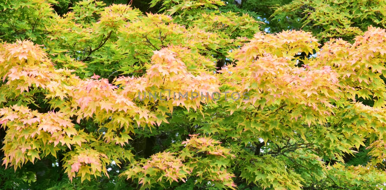 TREES AS POEMS ABOUT THE BEAUTY OF NATURE.