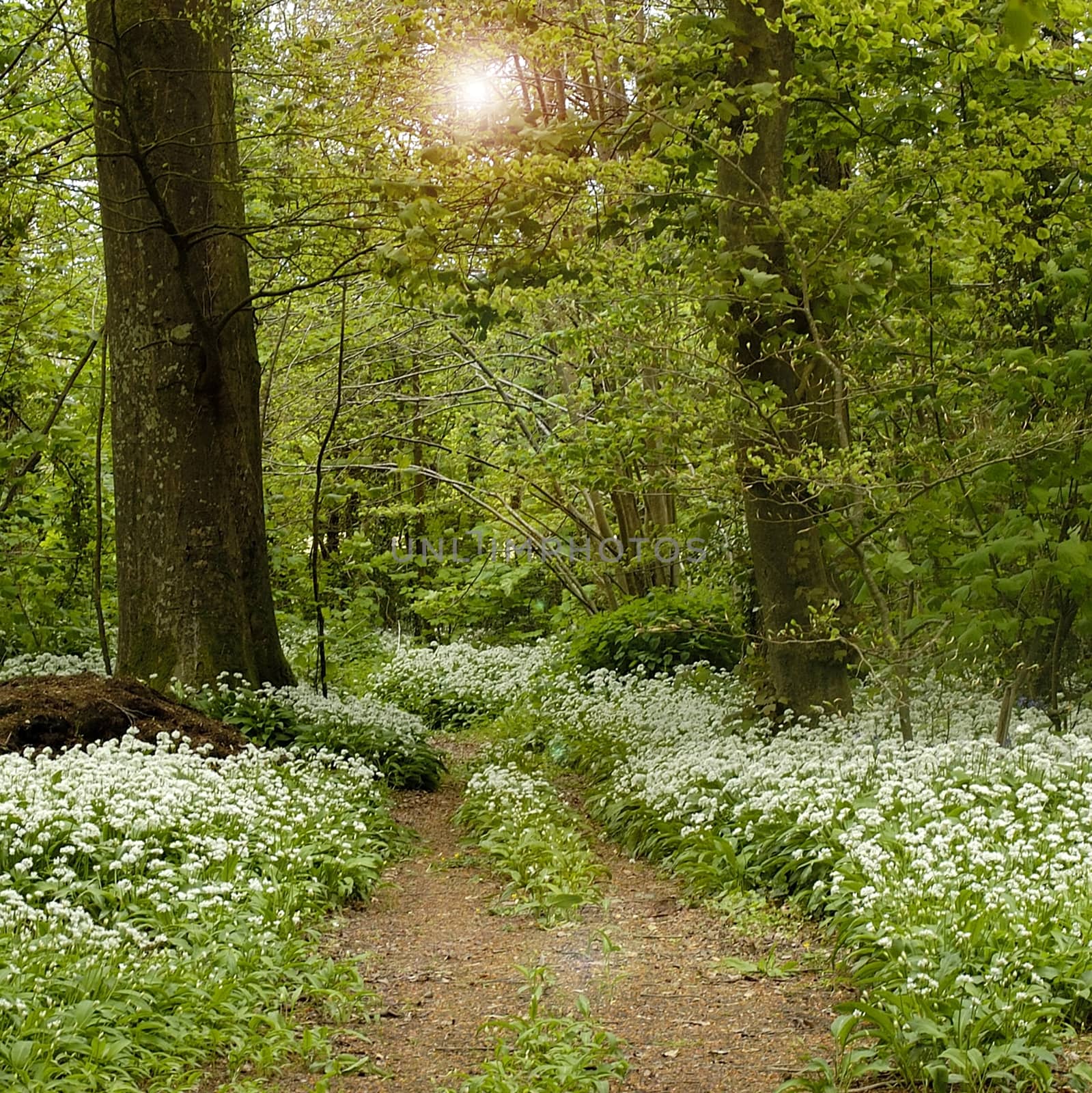 Woodland in an English summer. by george_stevenson