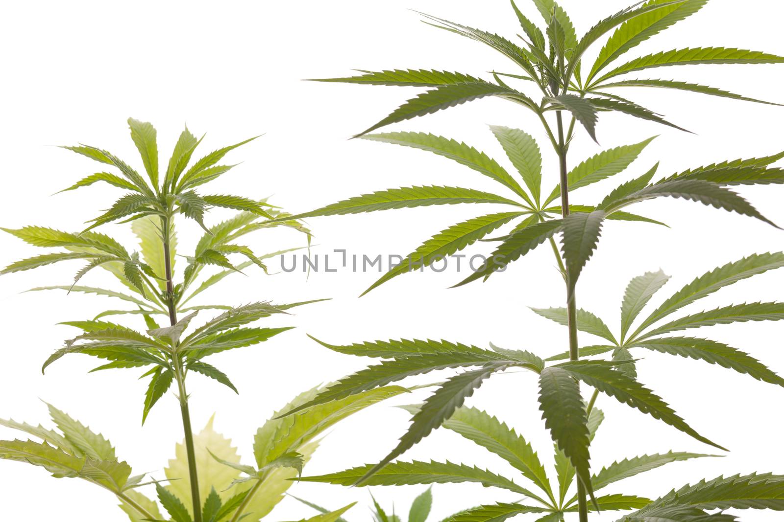 Fresh Marijuana Plant Leaves on White Background by juniart