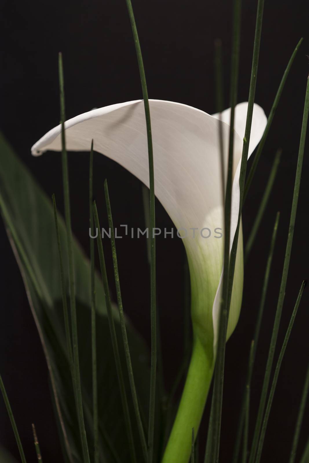 White Calla Lili with gren grass in front of black Background macro Detail