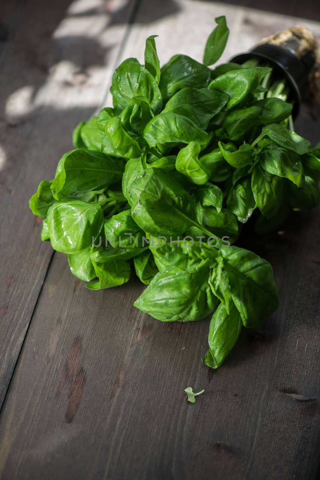 Fresh organic basil leaves on a wooden table