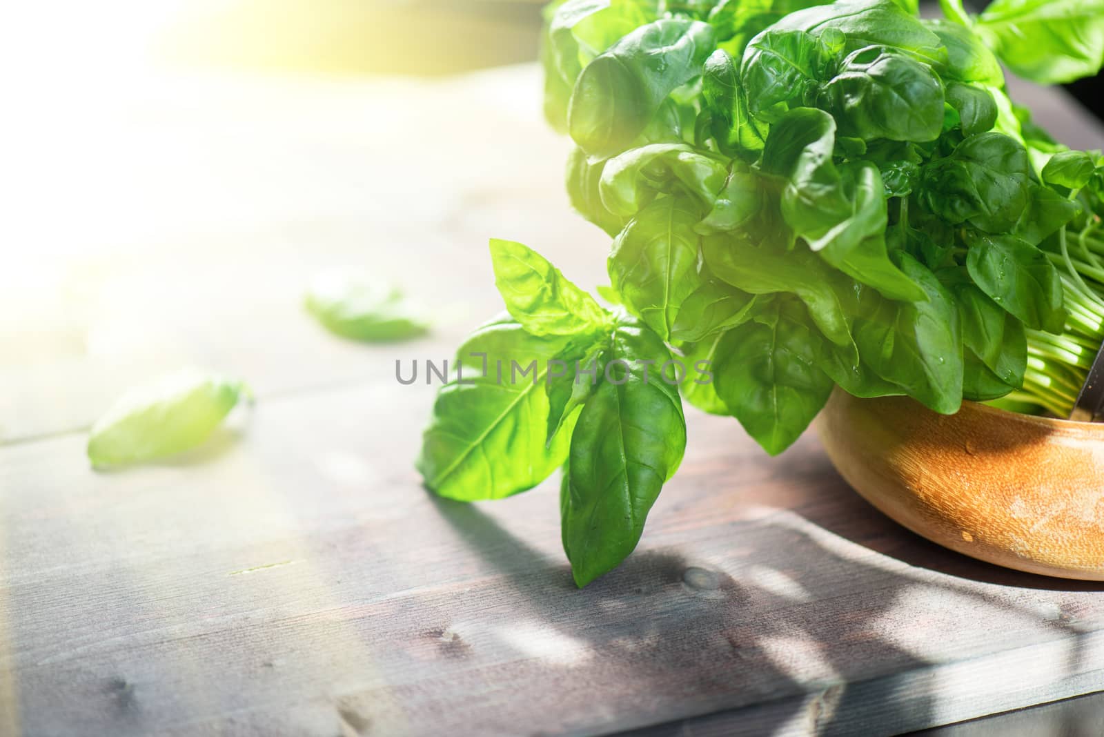 Fresh organic basil leaves on a wooden table