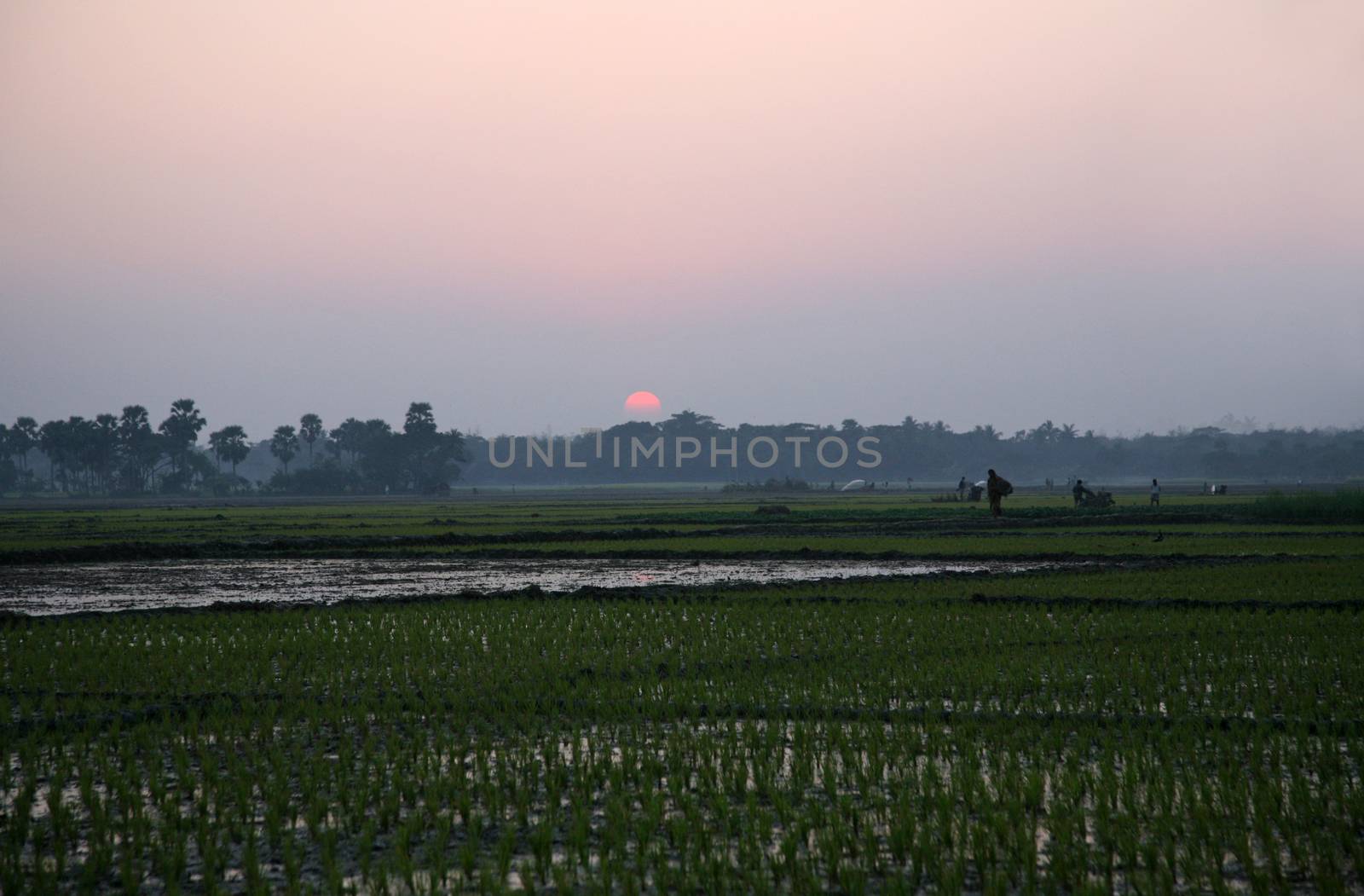 Twilight of the rice fields, Sundarbans, West Bengal, India