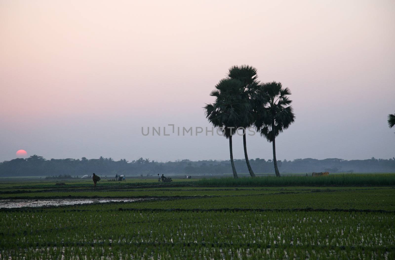 Twilight of the rice fields, Sunderbands, West Bengal, India