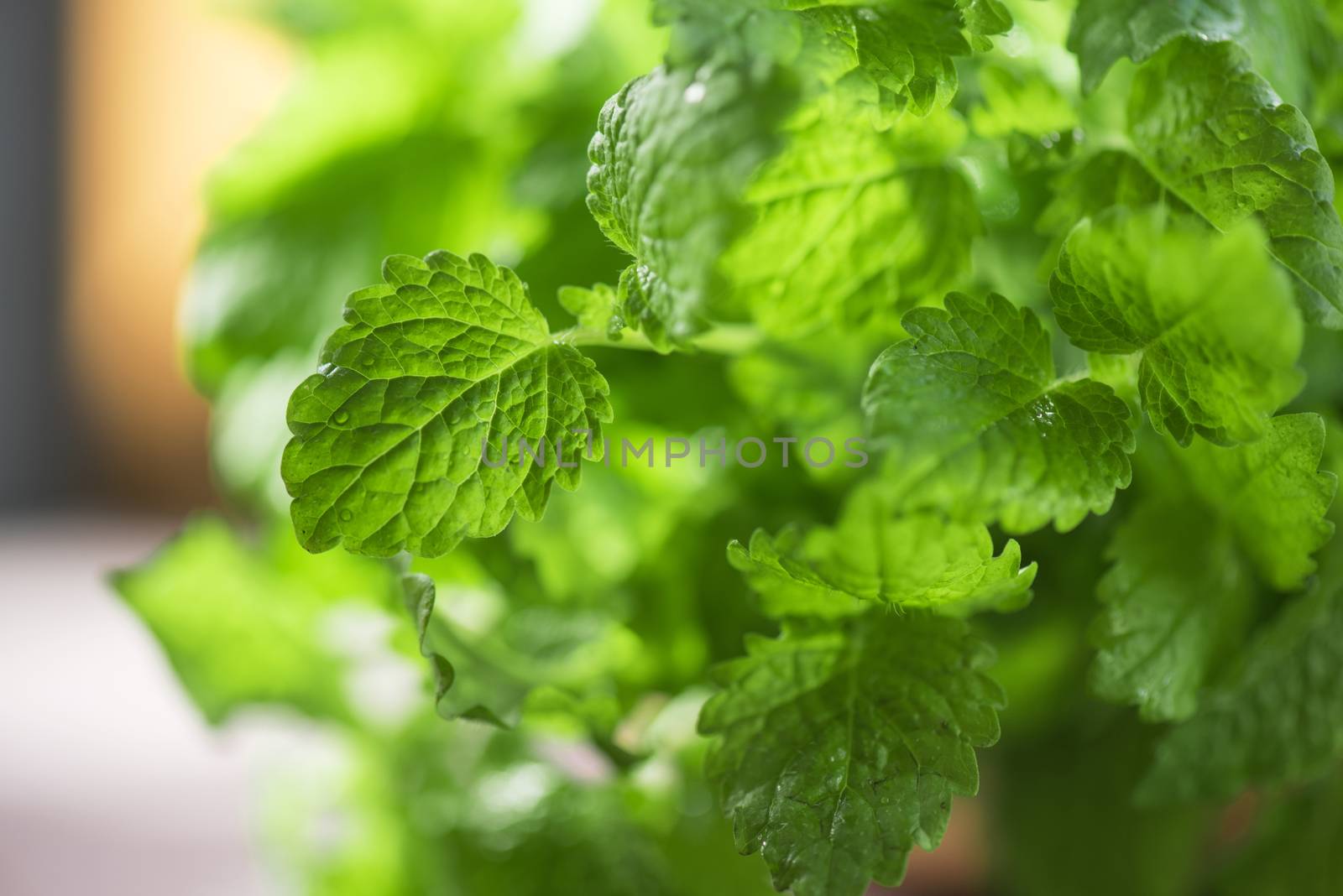 Green fresh melissa leaves close up