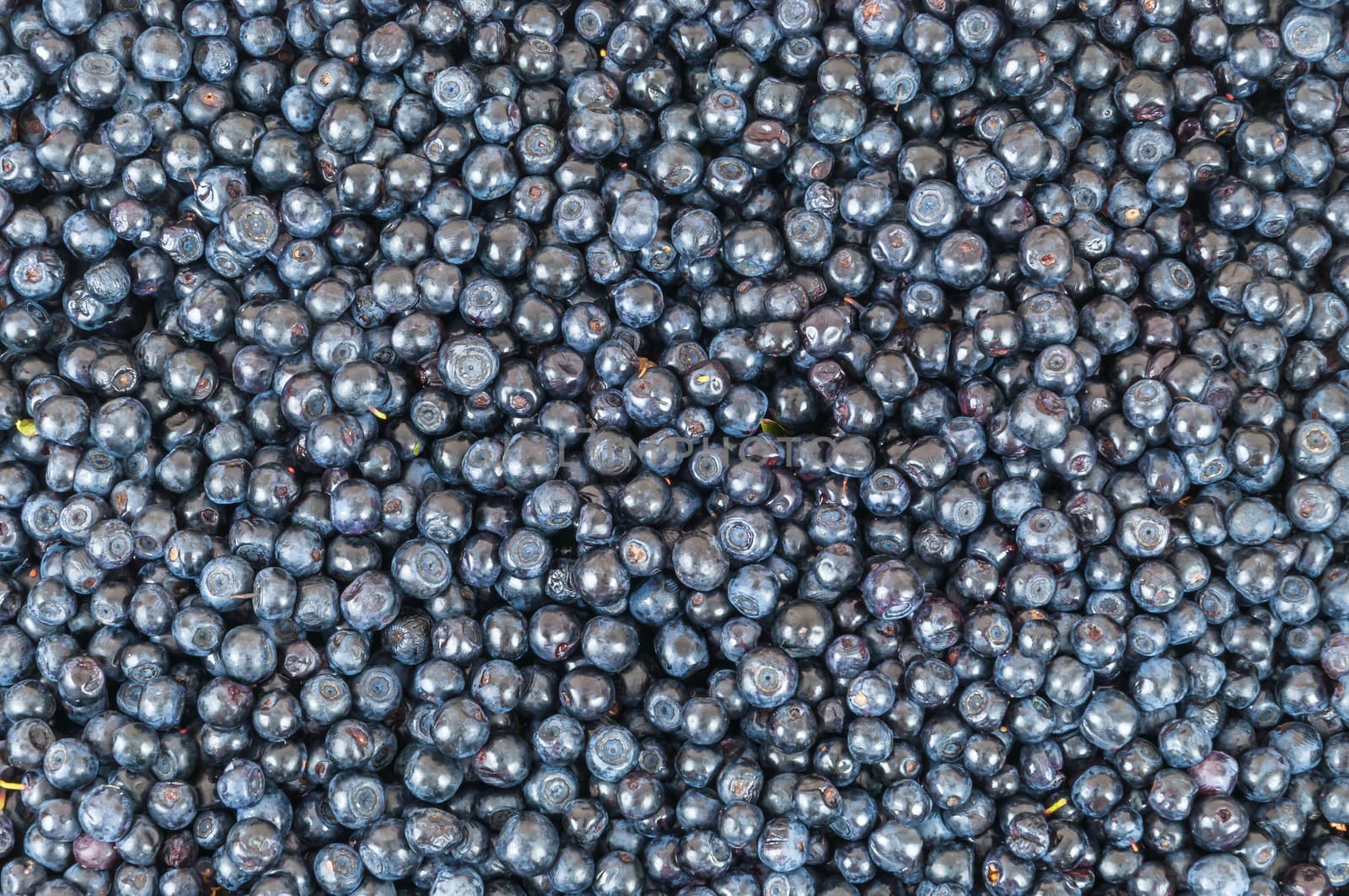 Background made of fresh, ripe, sweet blueberries