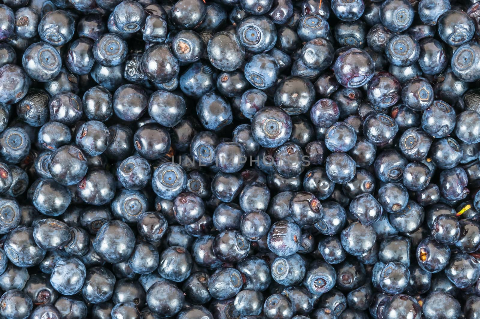 Background made of fresh, ripe, sweet blueberries