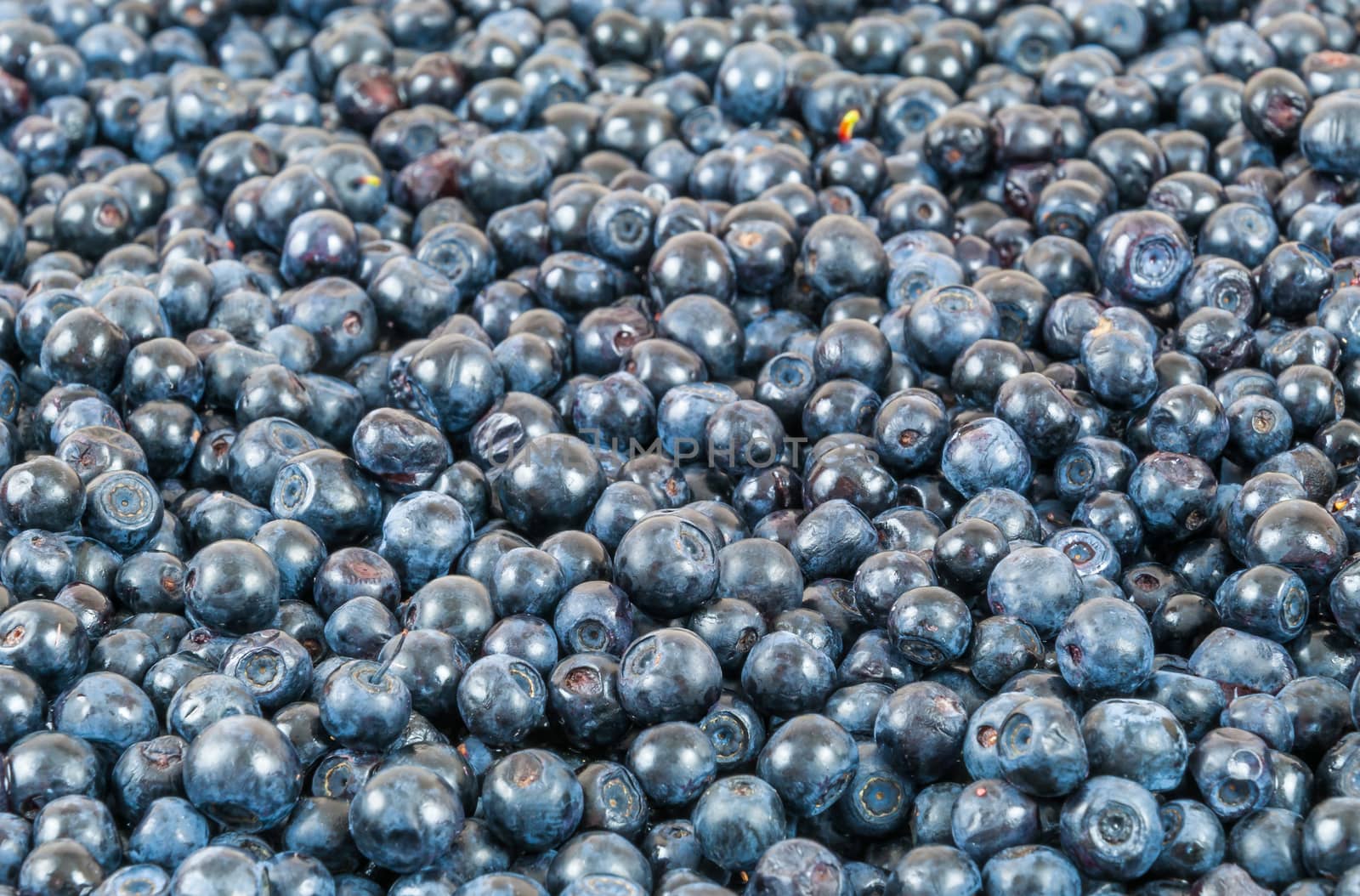 Blueberries background  by mkos83