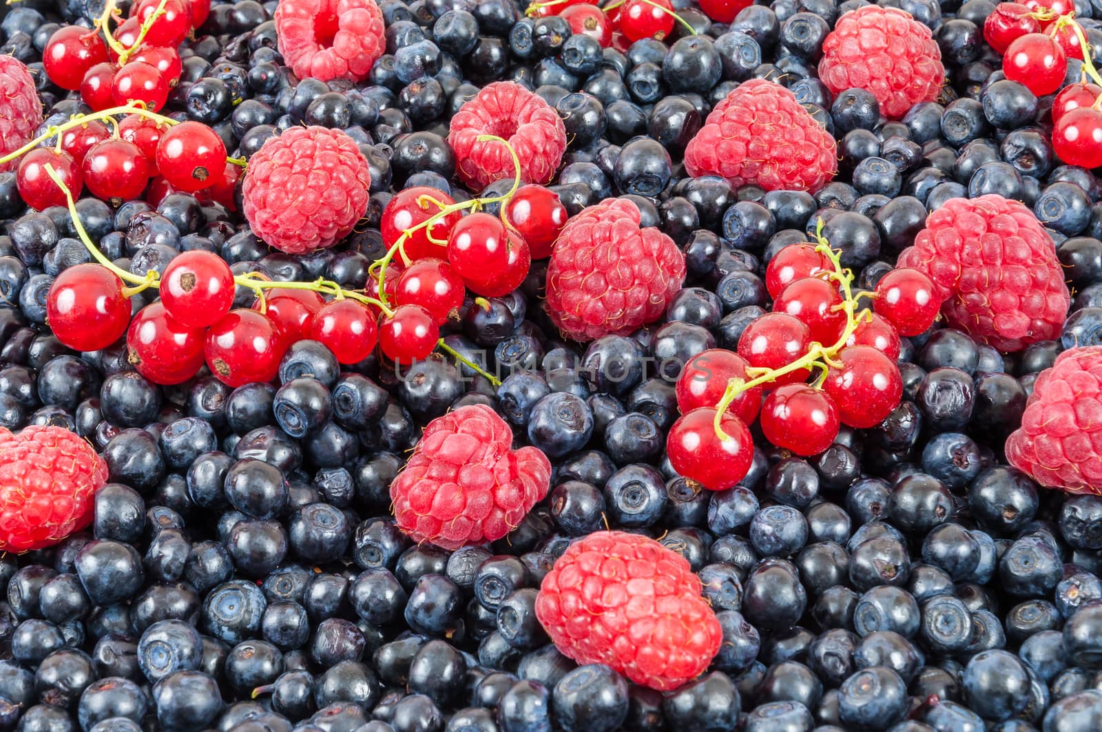 Background made of blueberries, raspberries and red currant