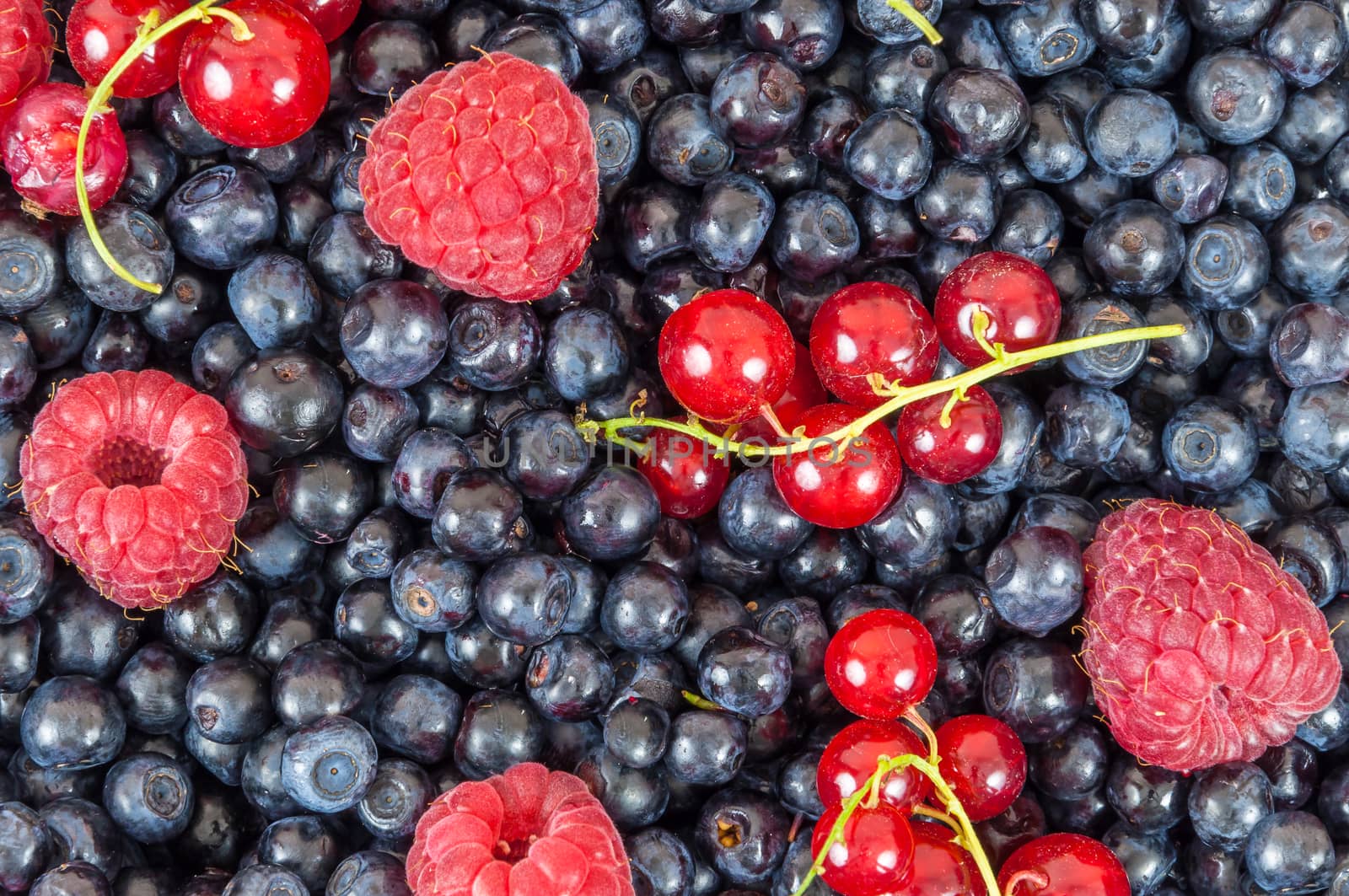 Background made of blueberries, raspberries and red currant