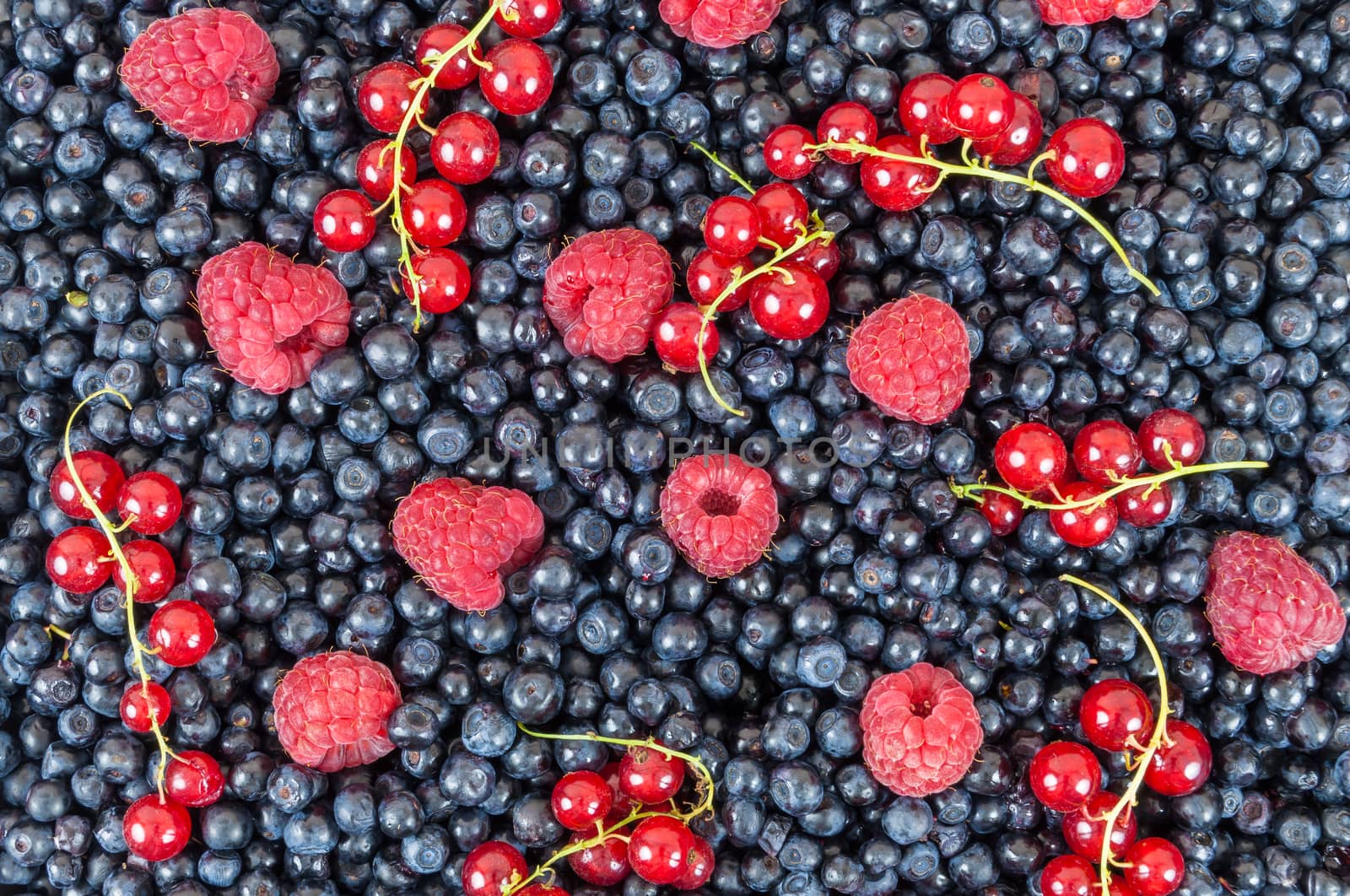 Background made of blueberries, raspberries and red currant