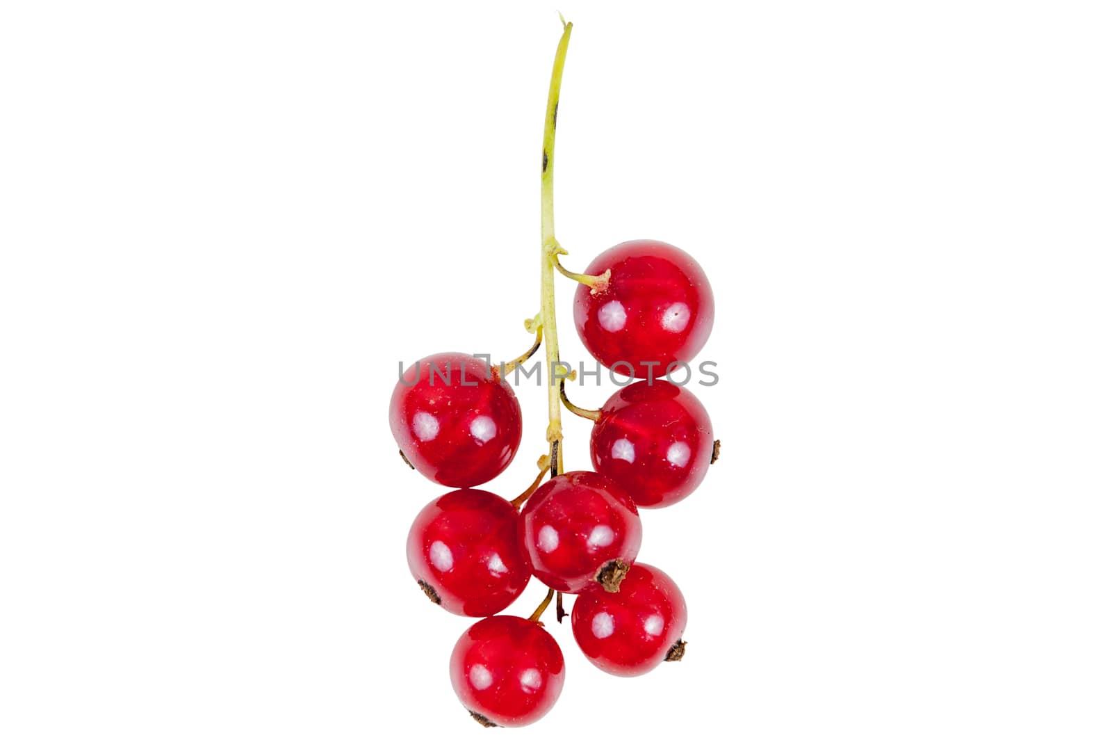 Bunch of red currant isolated on white background with clipping path