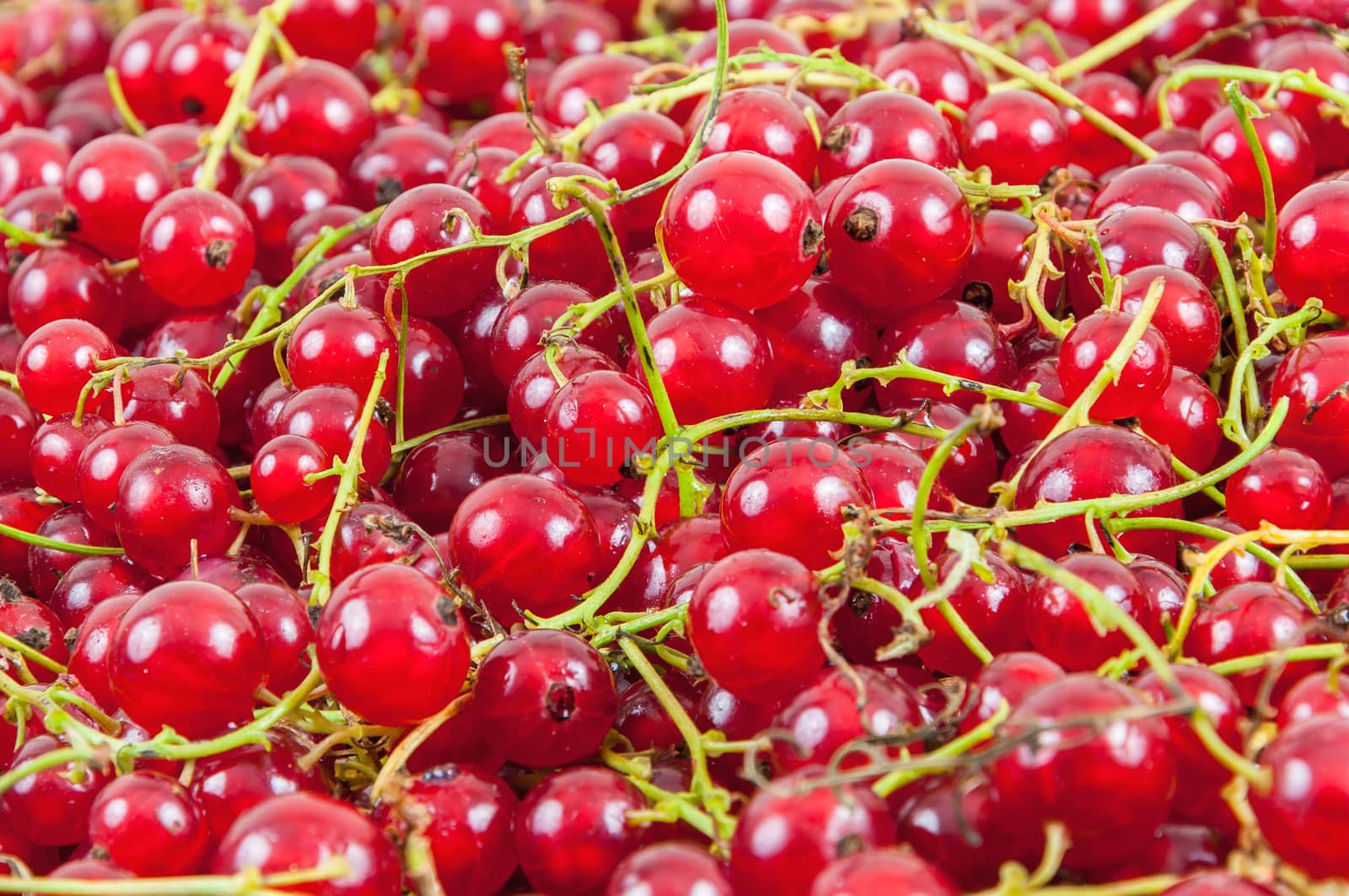 Background made of fresh red currant fruit