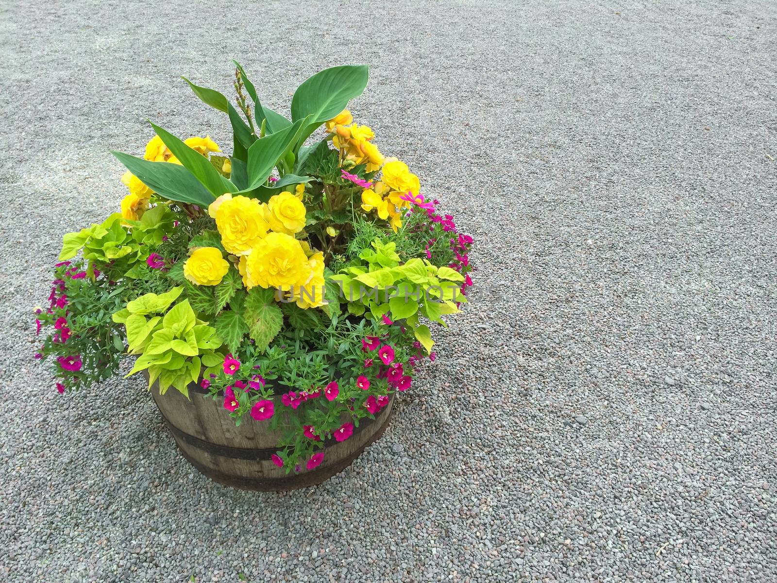 Colorful flowers in a wooden barrel, on gravel background.