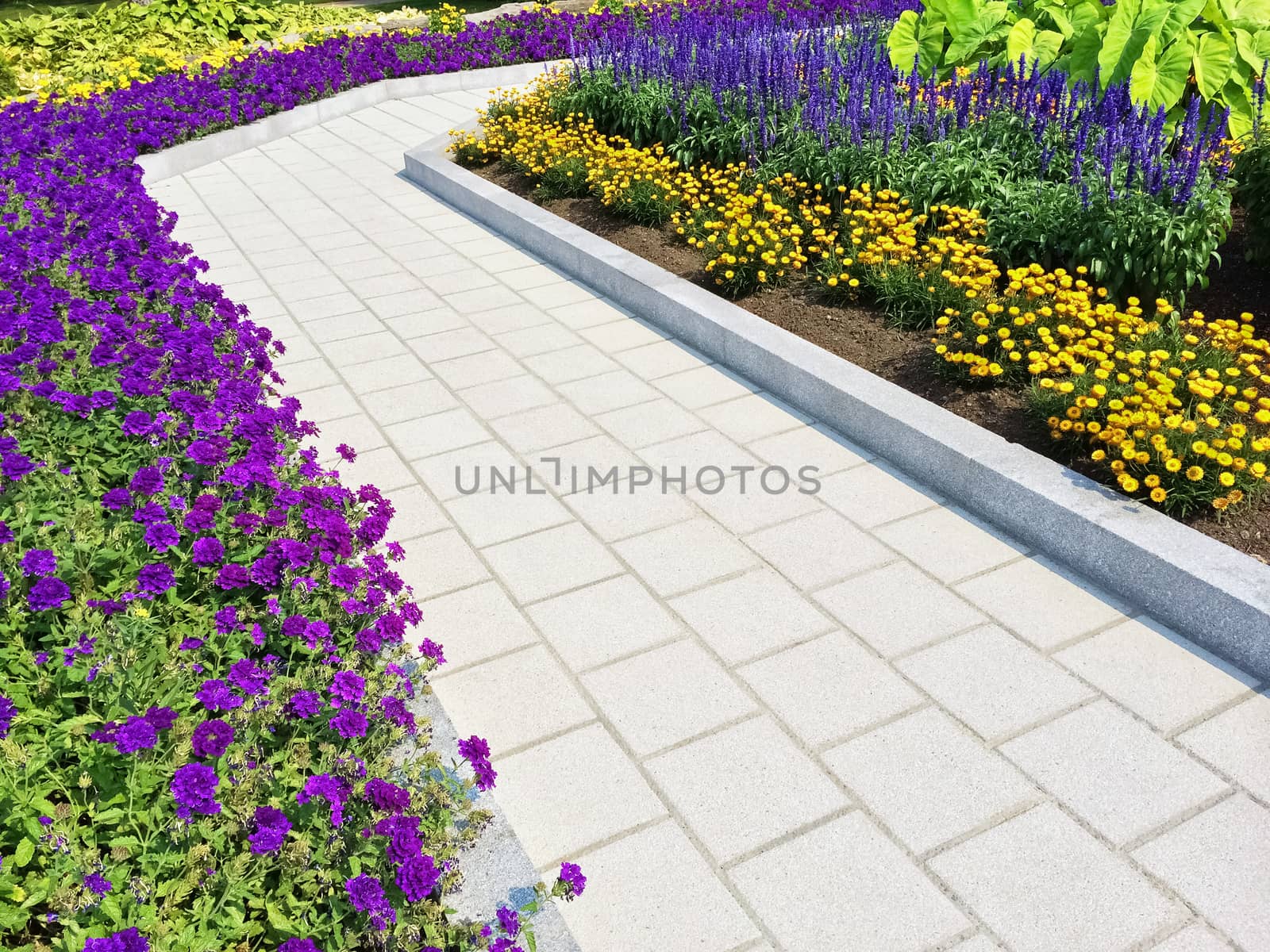 Tiled path in a summer garden with blooming purple and yellow flowers.